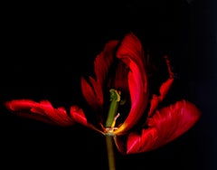 Tulip rococo, photographie, jais d'encre d'archives