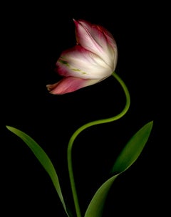 Tulip „Weber's Parrot“ #1, Fotografie, Archivtinte Jet