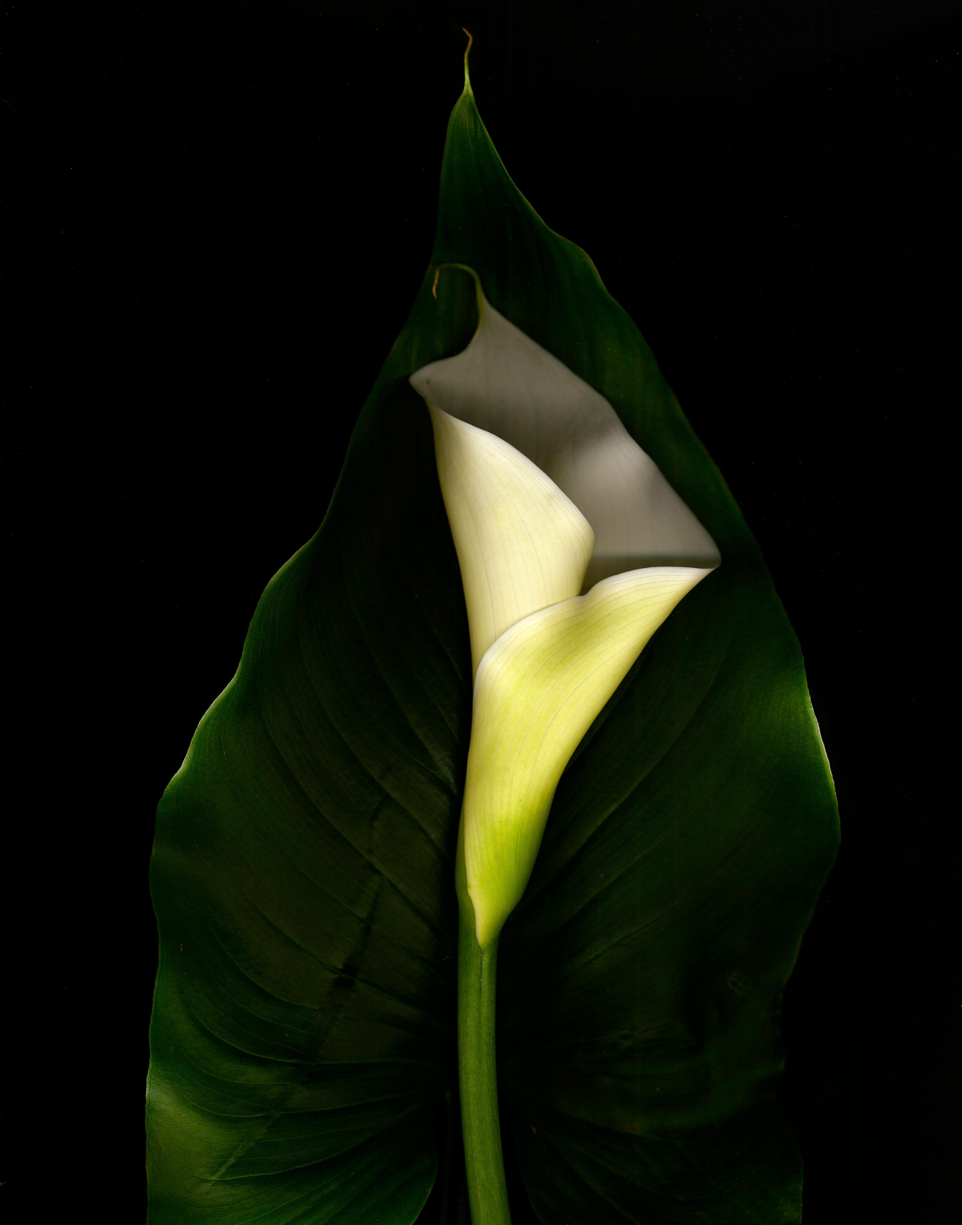 Color Photograph di David McCrae - Zantedescia aethiopiea, Fotografia, Getto d'inchiostro d'archivio