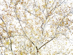 Traditional 14 - Autumn tree, yellow leaves speckled against white sky