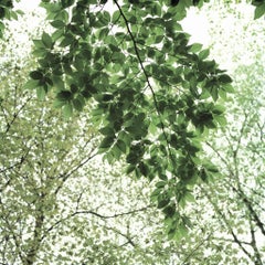 Traditional 16 - Tree branches w/ lush green leaves against white sky, square