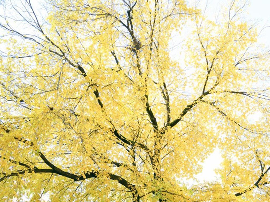 Traditional 83 - Bright abstract tree landscape, black branches & yellow leaves - Photograph by David Reinfeld