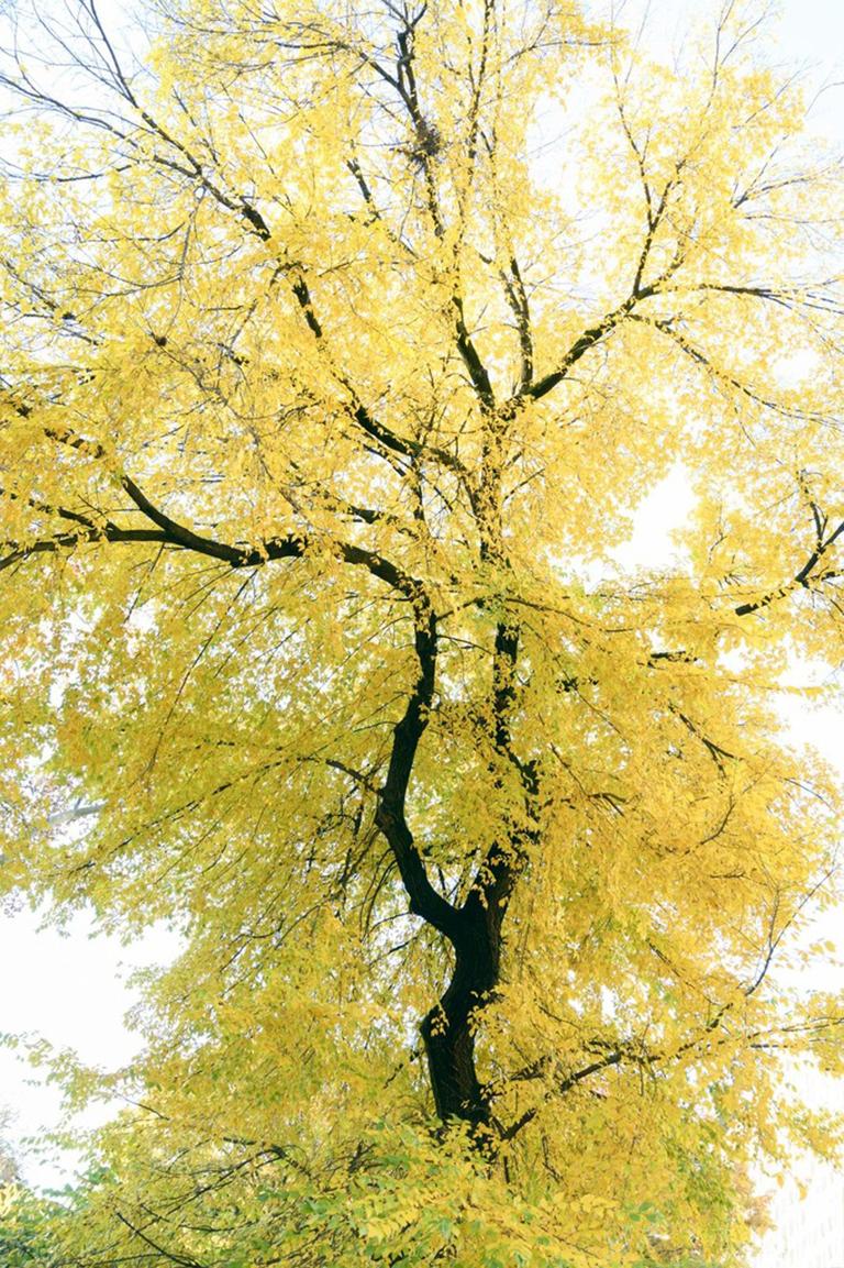 Traditional 83 - Bright abstract tree landscape, black branches & yellow leaves - Beige Landscape Photograph by David Reinfeld