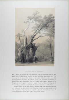 L'albero sacro di Metereah, Egitto: Litografia originale del 19° C. di D. A. Roberts