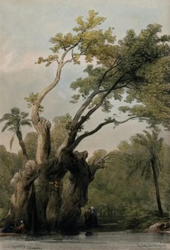 L'arbre sacré de Metereah