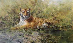 Au repos, mais en alerte - Le tigre vigilant, 2001, peinture à l'huile originale de David Shepherd