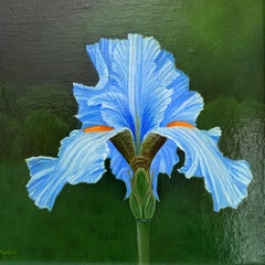 Used Bearded Iris, Painting, Oil on MDF Panel