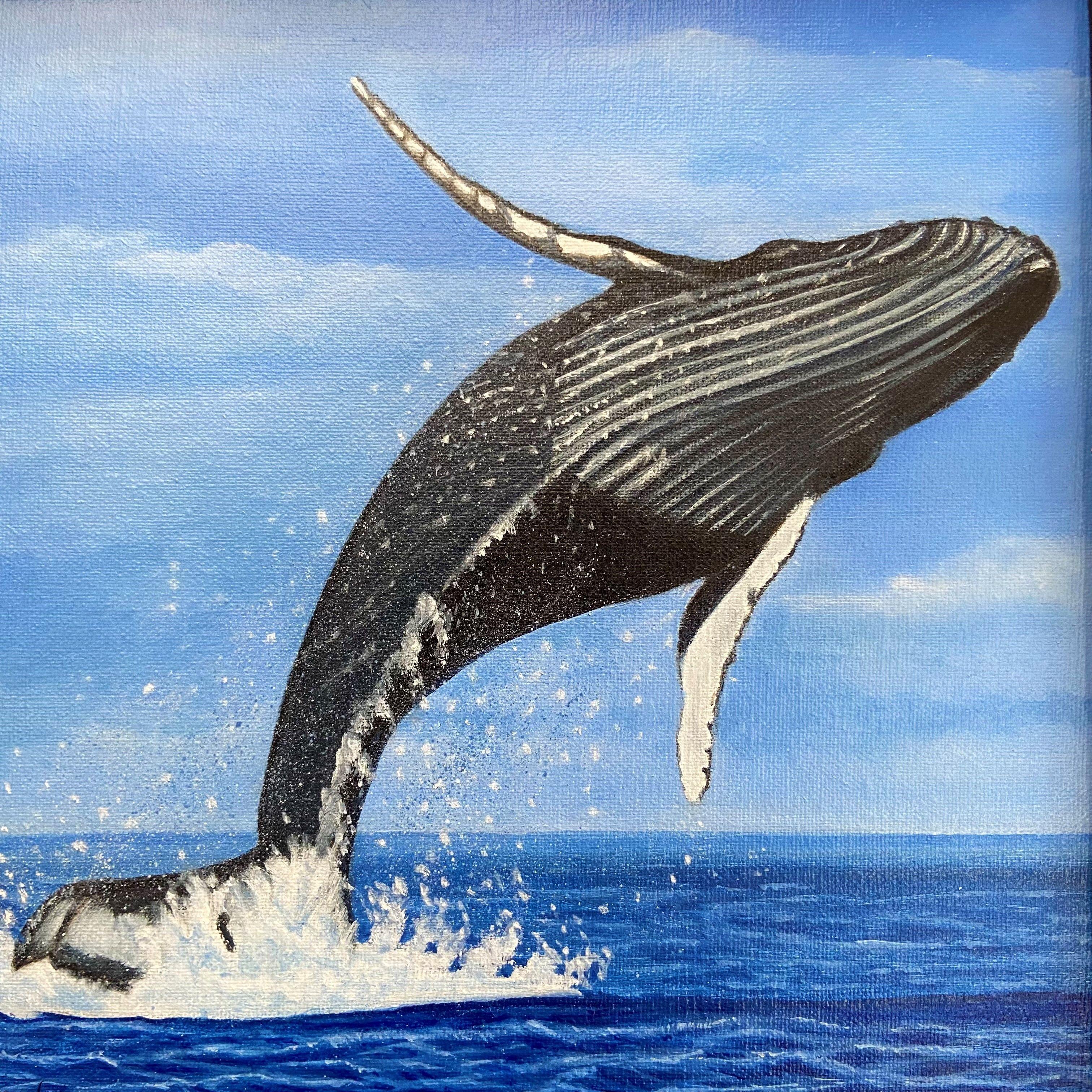This piece is of a humpback flying through ocean on full display.  It is pure joy going on a whale watch and seeing these wonderful creatures feeding and being an integral part of the sea.  This piece is an oil on linen panel and varnished and ready