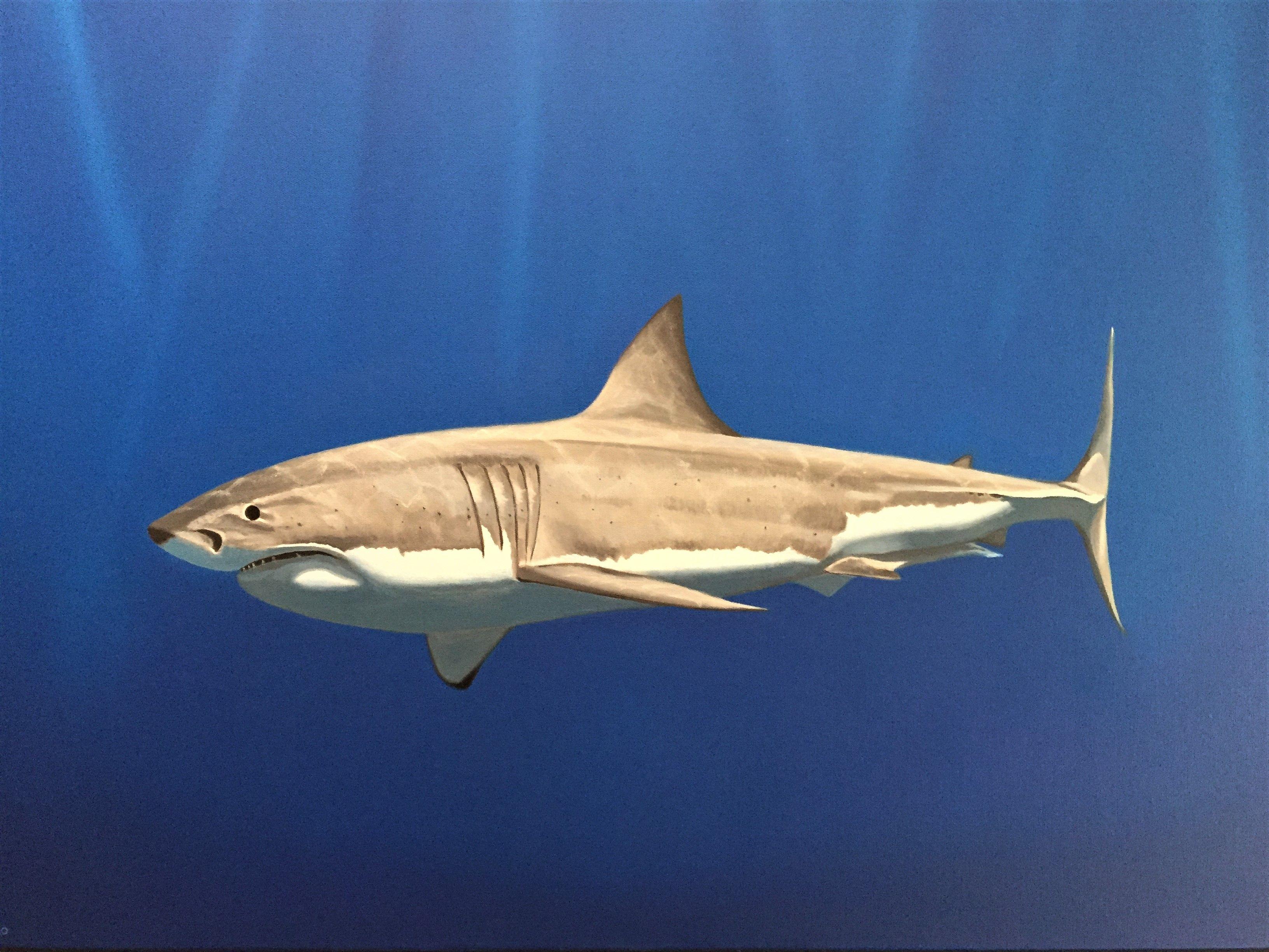 David Sipko Animal Painting - Great White, Painting, Oil on Canvas