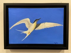 Sterna in volo, Pittura, Olio su tela