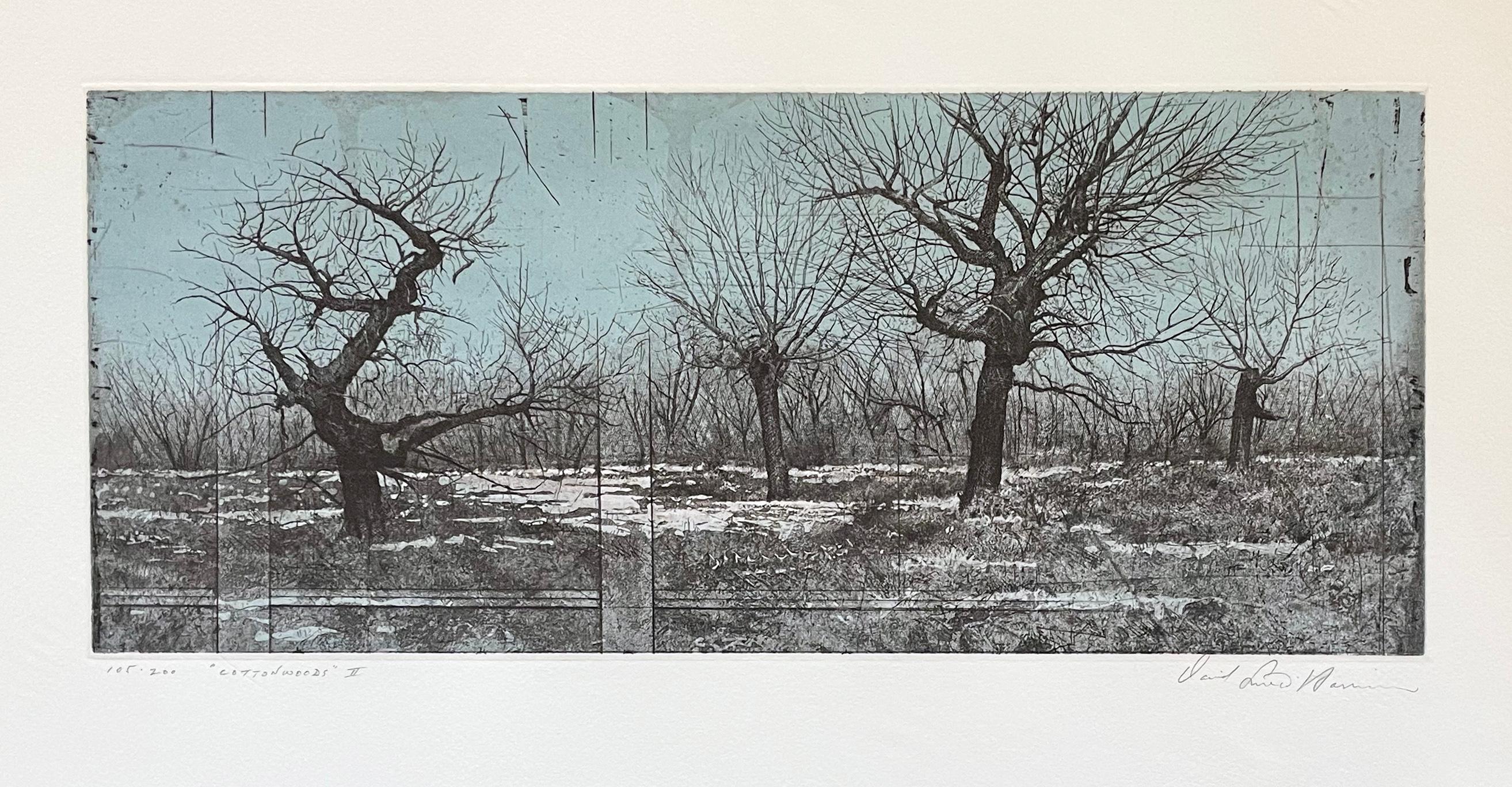 Cottonwoods II - Print by David Smith-Harrison