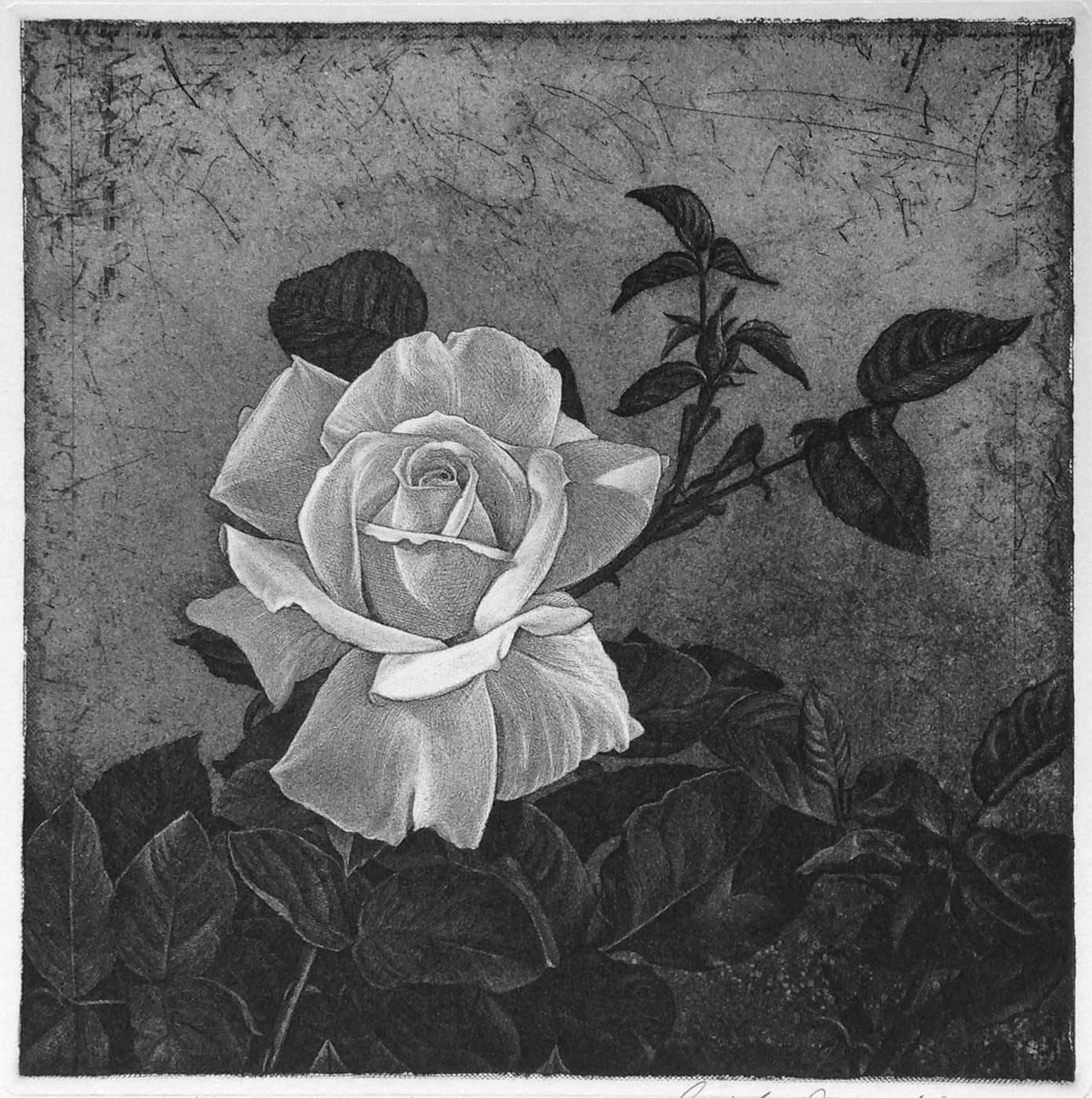 David Smith-Harrison Print - Garden Rose