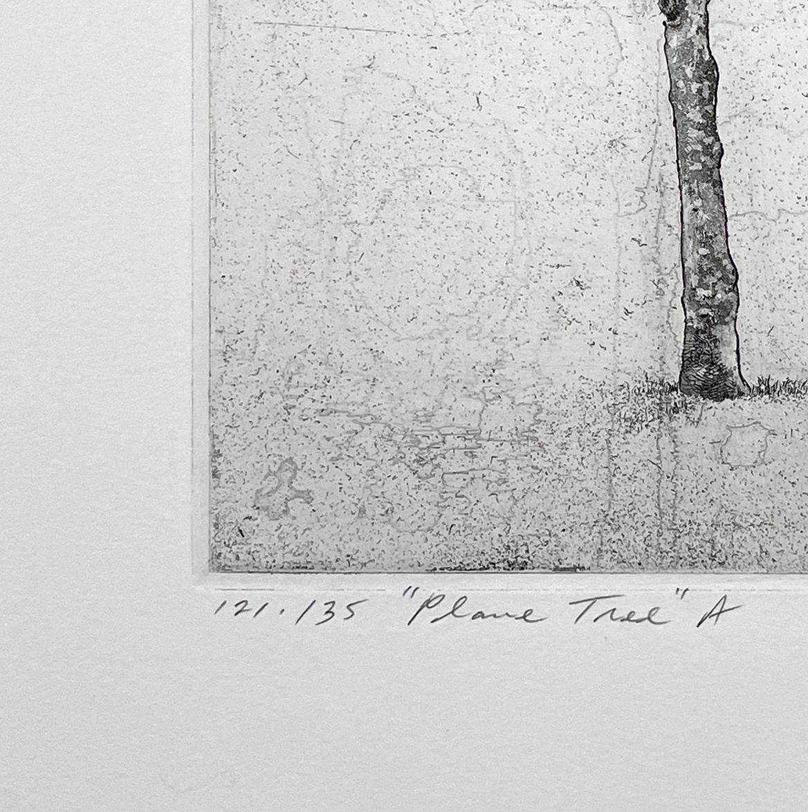 Platane - A (Zeitgenössisch), Print, von David Smith-Harrison