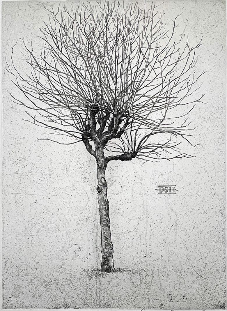 David Smith-Harrison Landscape Print – Platane - A