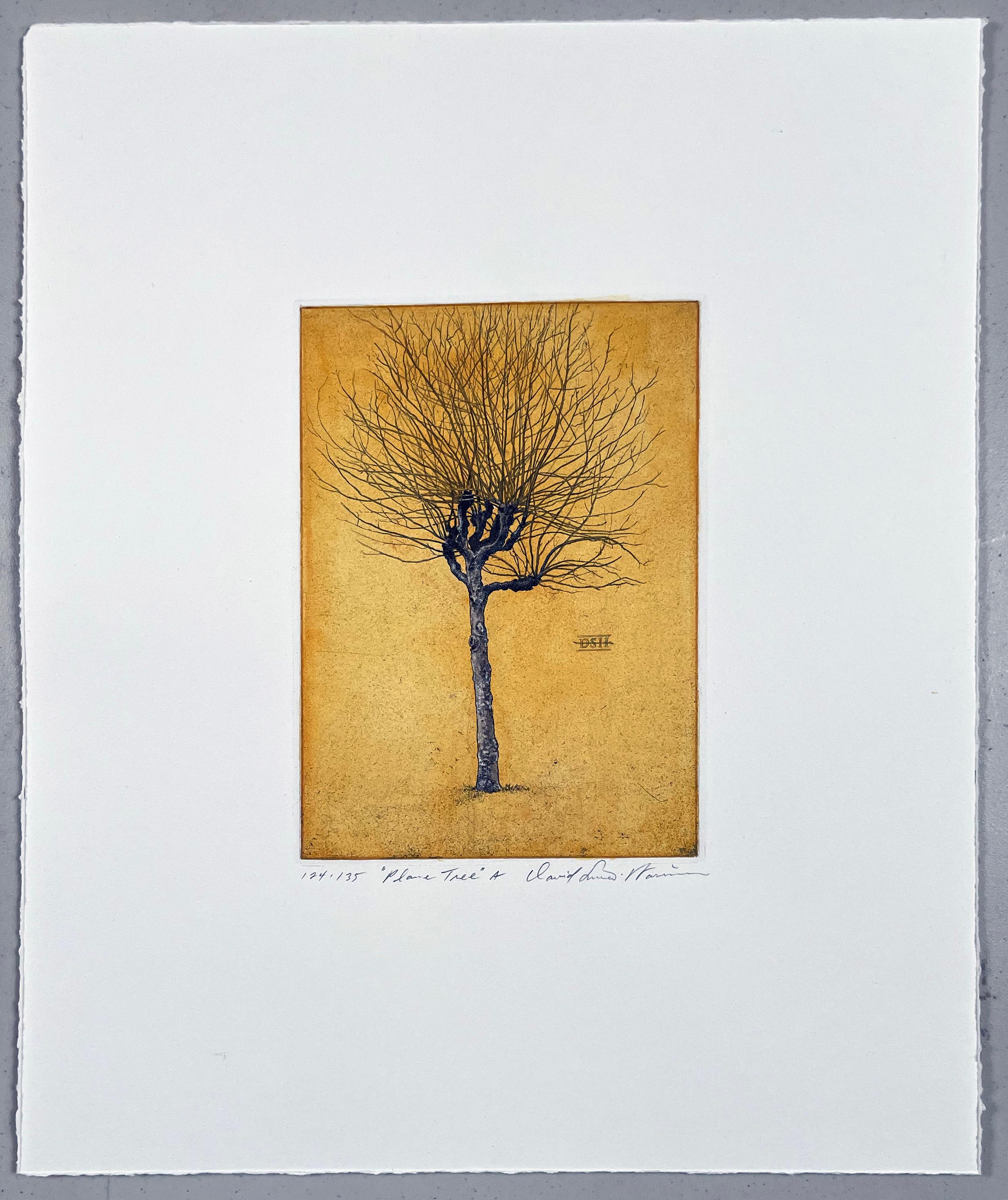 Plane Tree A , with hand-coloring - Print by David Smith-Harrison