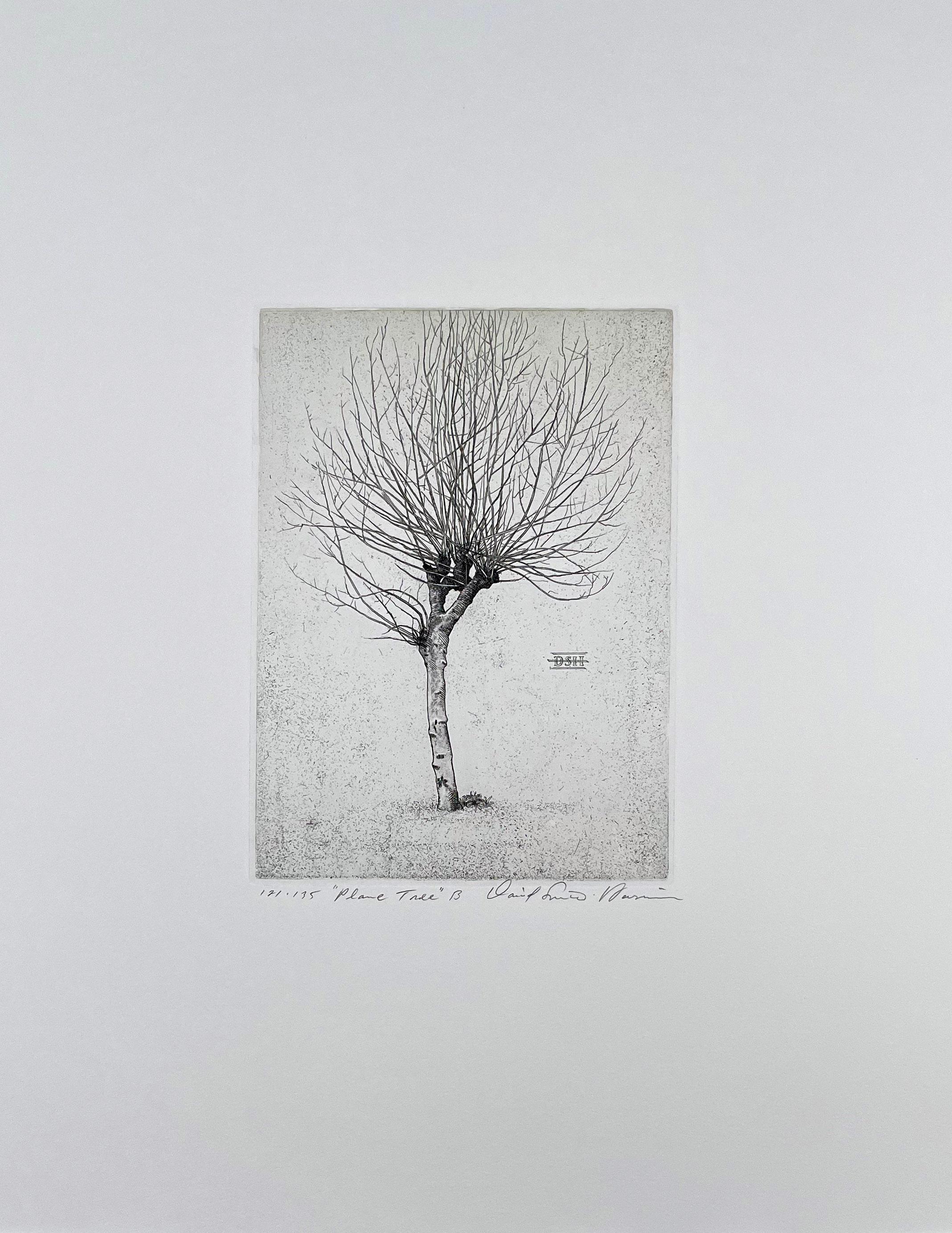 Platano B. - Print di David Smith-Harrison
