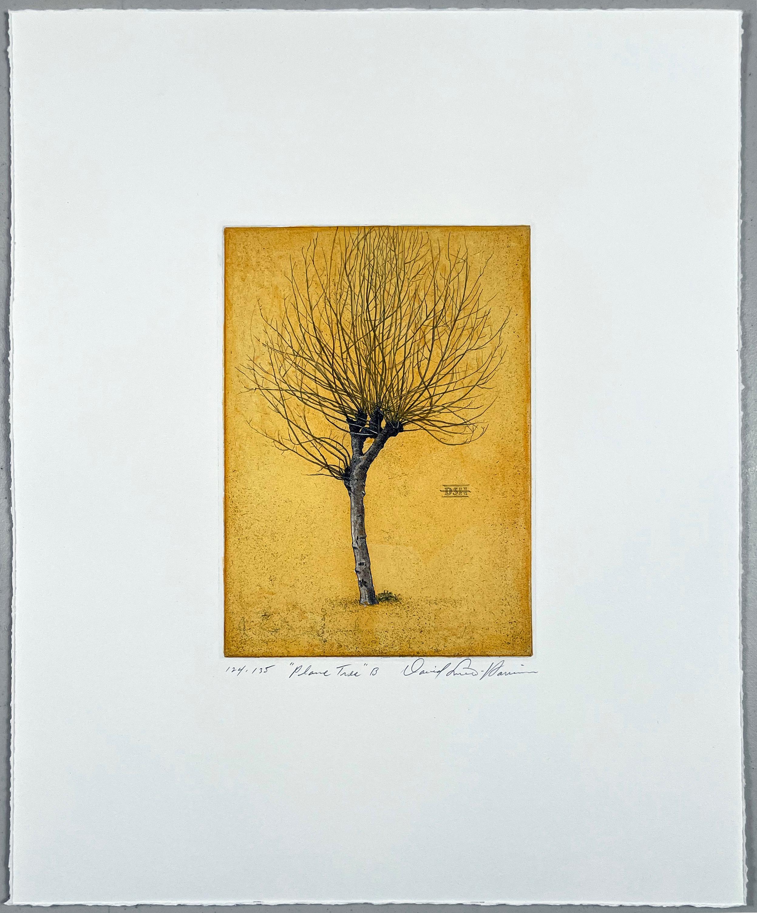 Plane Tree B, hand-colored - Print by David Smith-Harrison