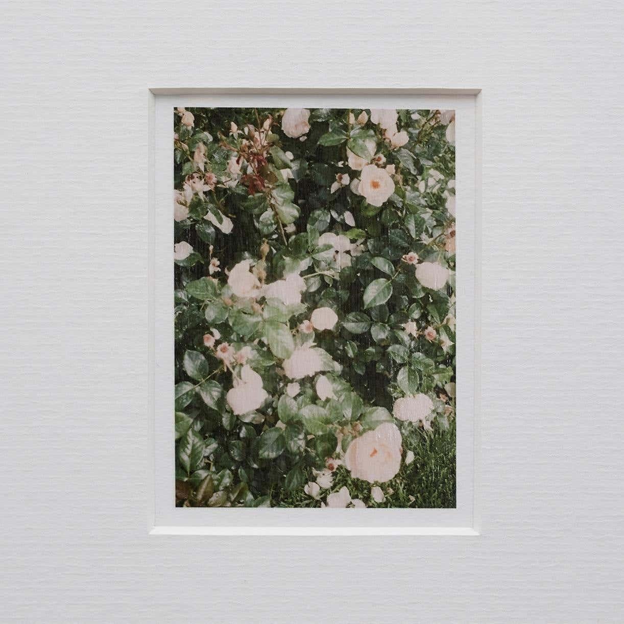 Spanish David Urbano Contemporary Color Limited Edition Photography the Rose Garden N44 For Sale