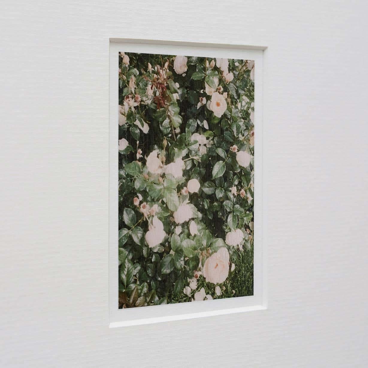 Paper David Urbano Contemporary Color Limited Edition Photography the Rose Garden N44 For Sale