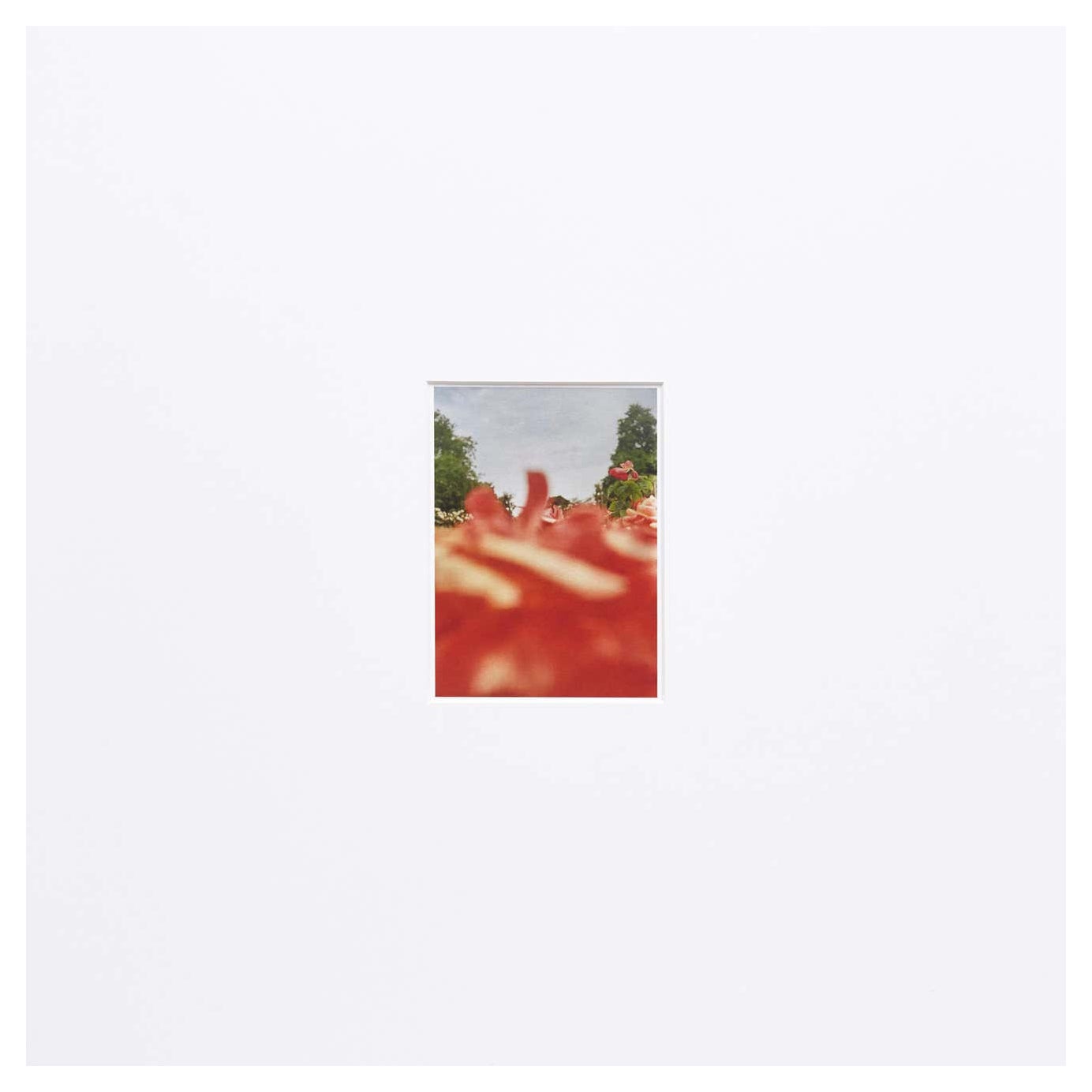 David Urbano, Contemporary, Giclée Print Flower Spanish Photography