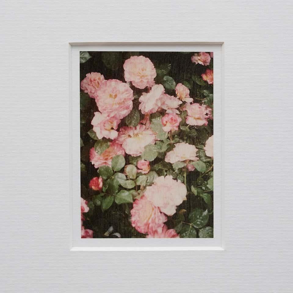 Spanish David Urbano Contemporary Limited Edition Photography the Rose Garden Nº 34 For Sale