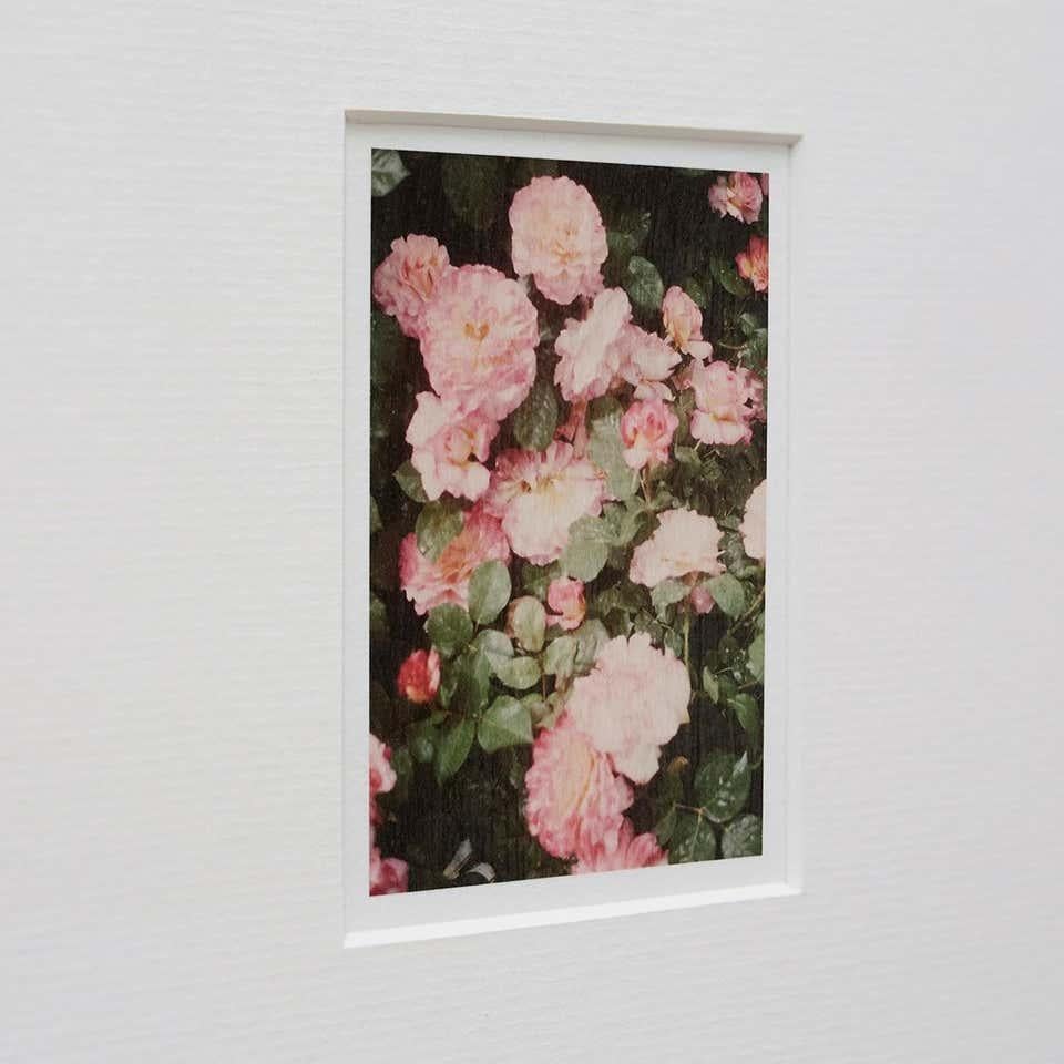 Paper David Urbano Contemporary Limited Edition Photography the Rose Garden Nº 34 For Sale