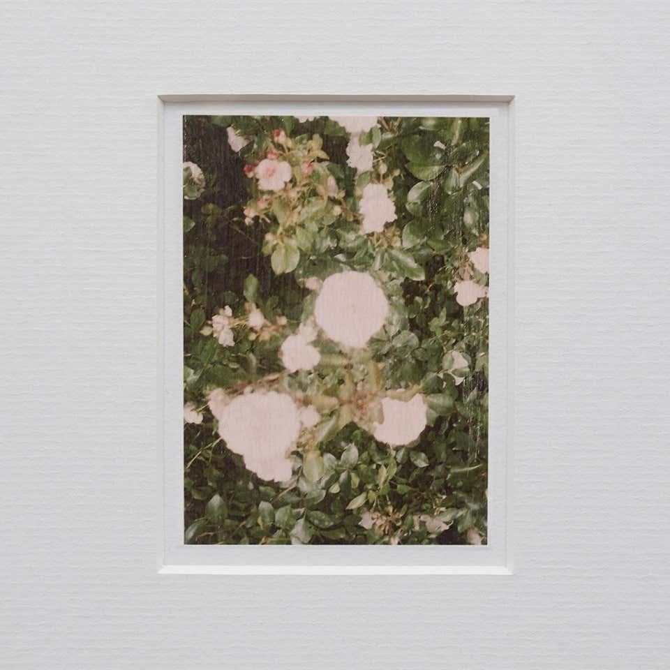 Moderne Photographie contemporaine David Urbano « the Rose Garden » N 32 en vente