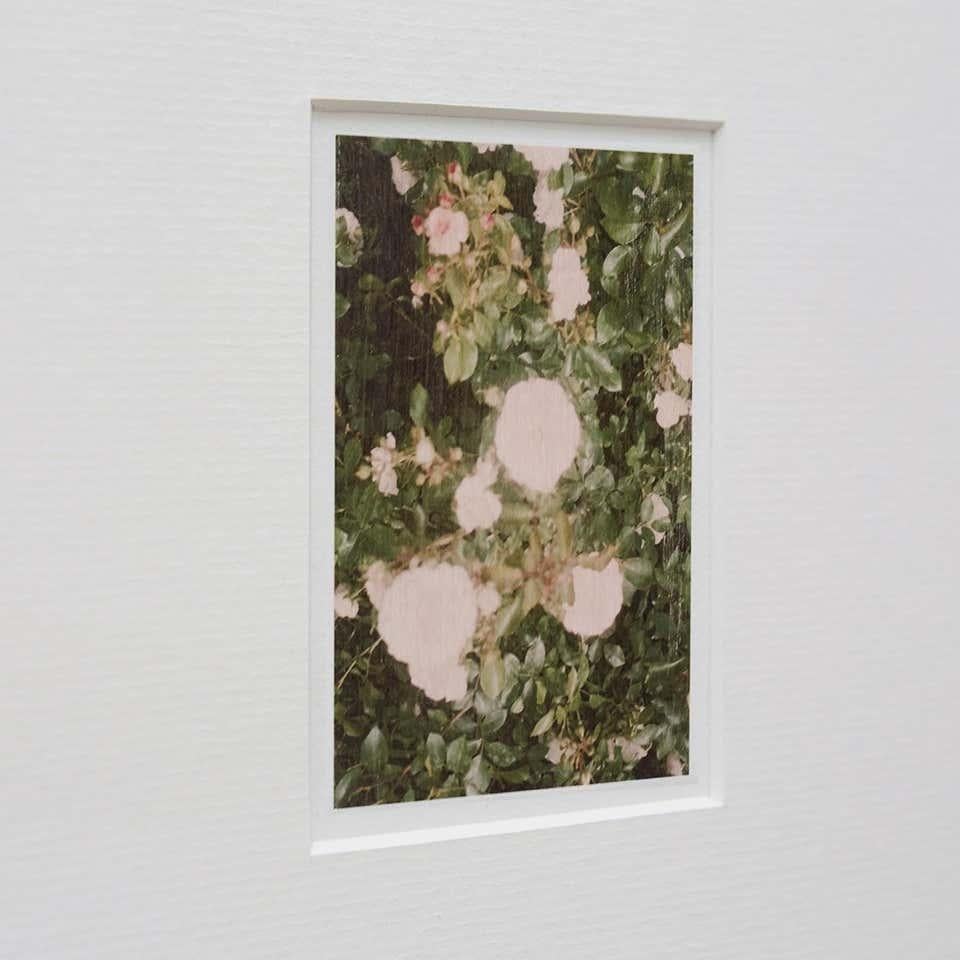 Paper David Urbano Contemporary Photography the Rose Garden Nº 32 For Sale