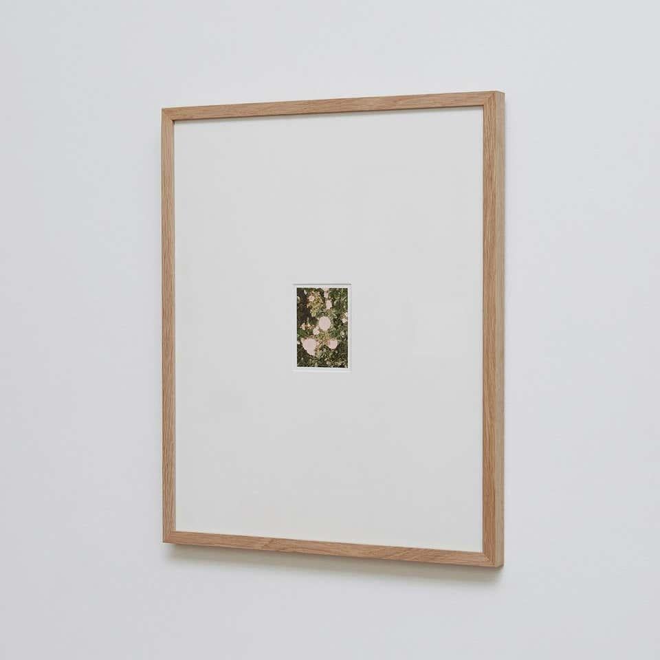 Carta David Urbano Fotografia contemporanea il Giardino delle Rose Nº 32 in vendita