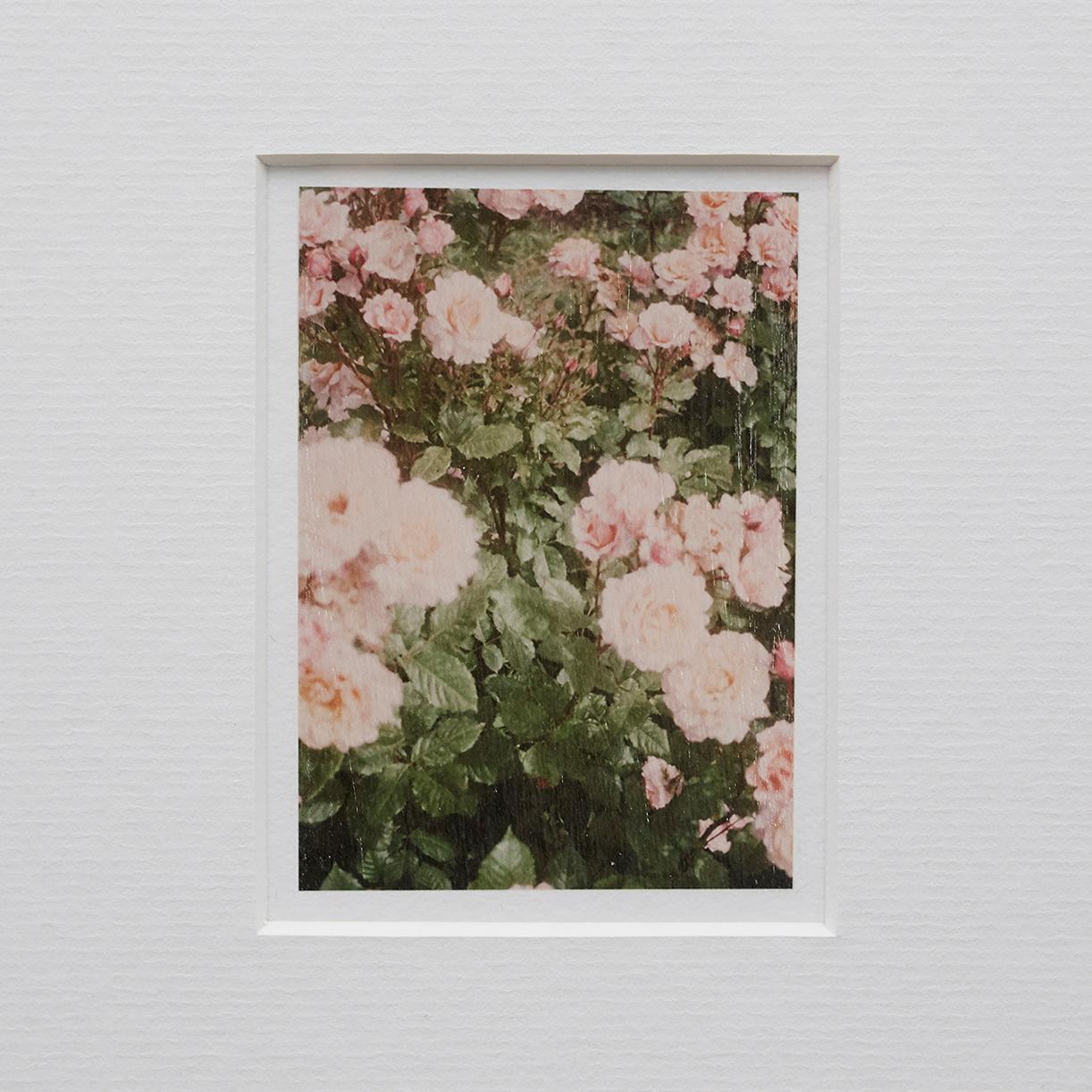 Moderne Photographie contemporaine The Rose Garden n 33 de David Urbano en vente
