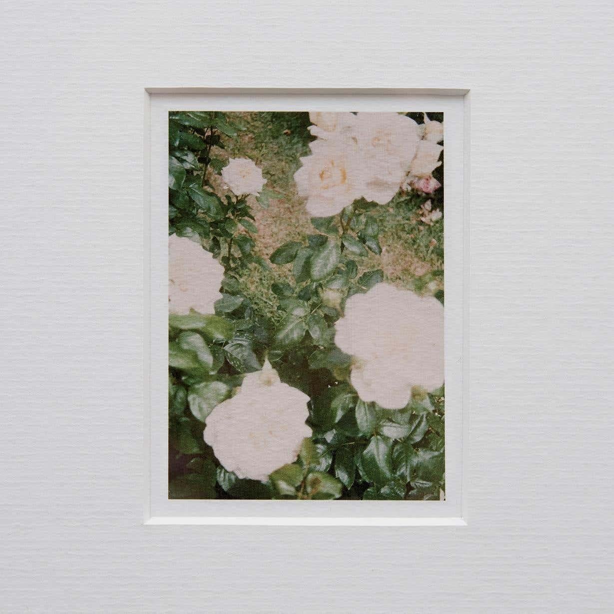 Photographie contemporaine David Urbano « The Rose Garden » n° 35 Bon état - En vente à Barcelona, Barcelona