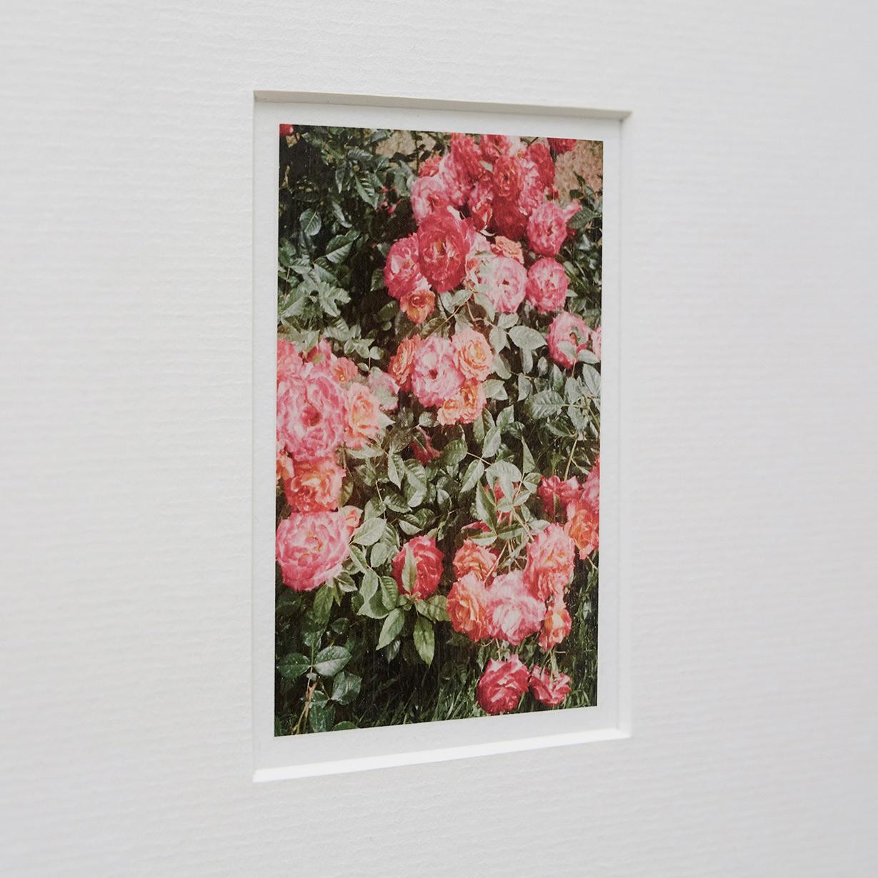 Modern David Urbano Contemporary Photography the Rose Garden Nº 47
