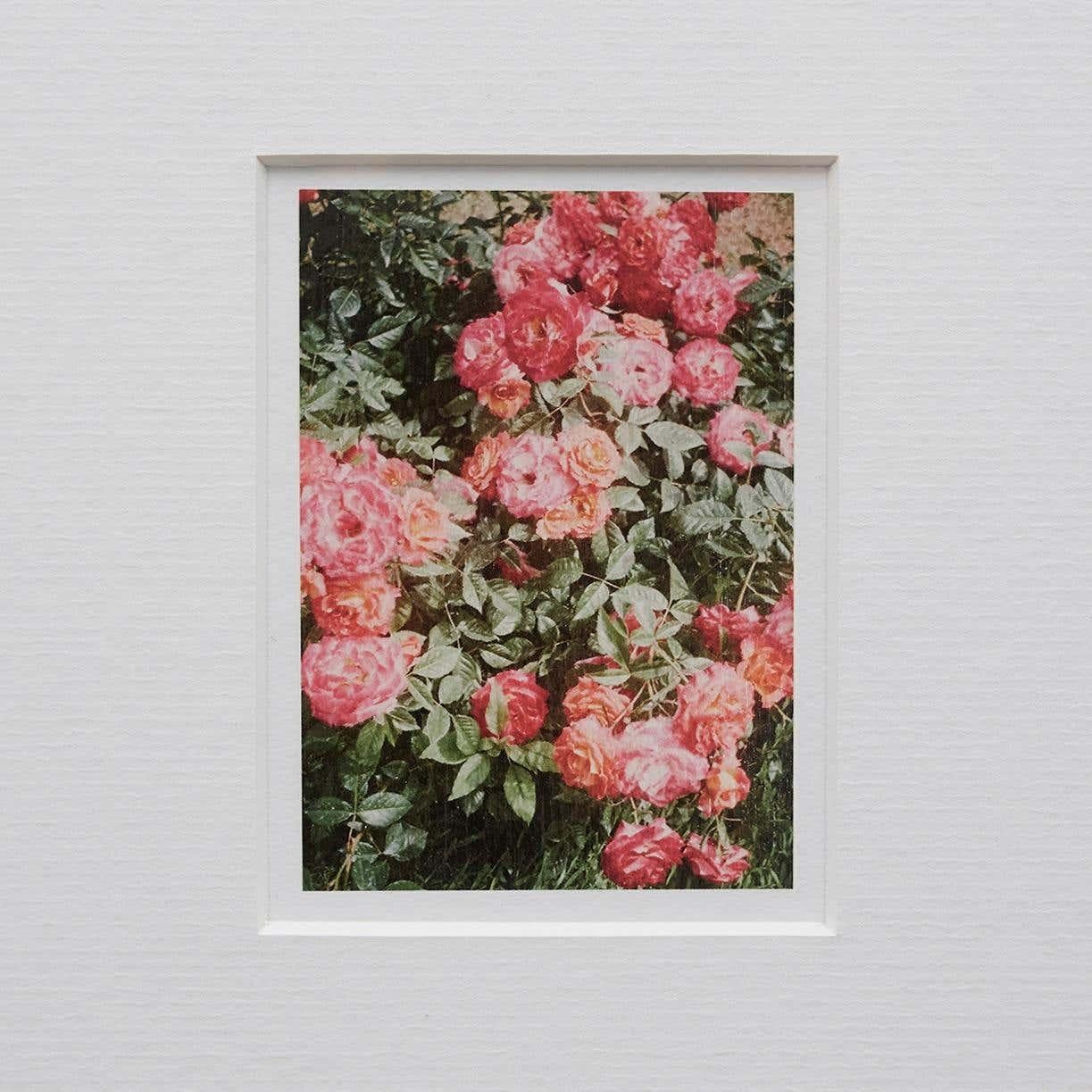 David Urbano Contemporary Photography the Rose Garden Nº 47 In Good Condition For Sale In Barcelona, Barcelona