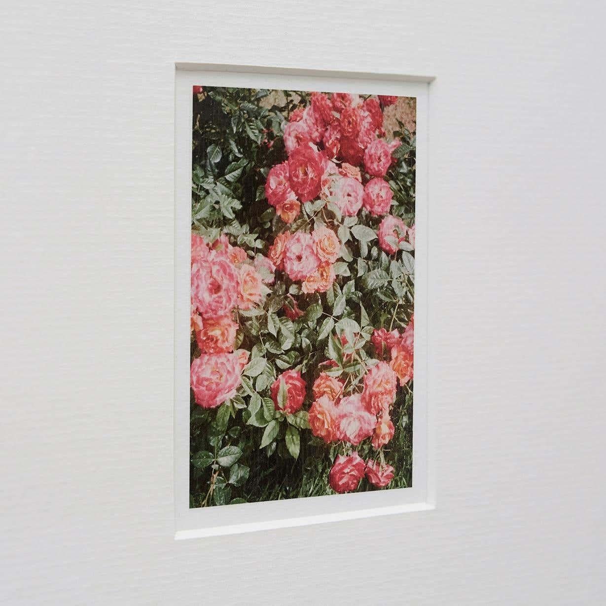 Papier David Urbano Photographie contemporaine le jardin des roses Nº 47 en vente