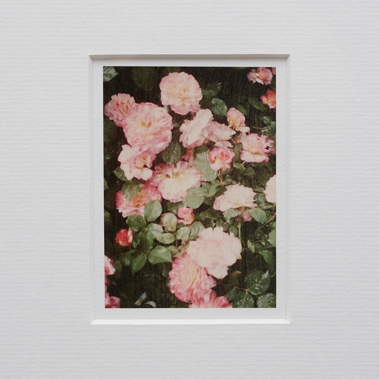 David Urbano Contemporary Set of Nine Flowers Photography the Rose Garden 4