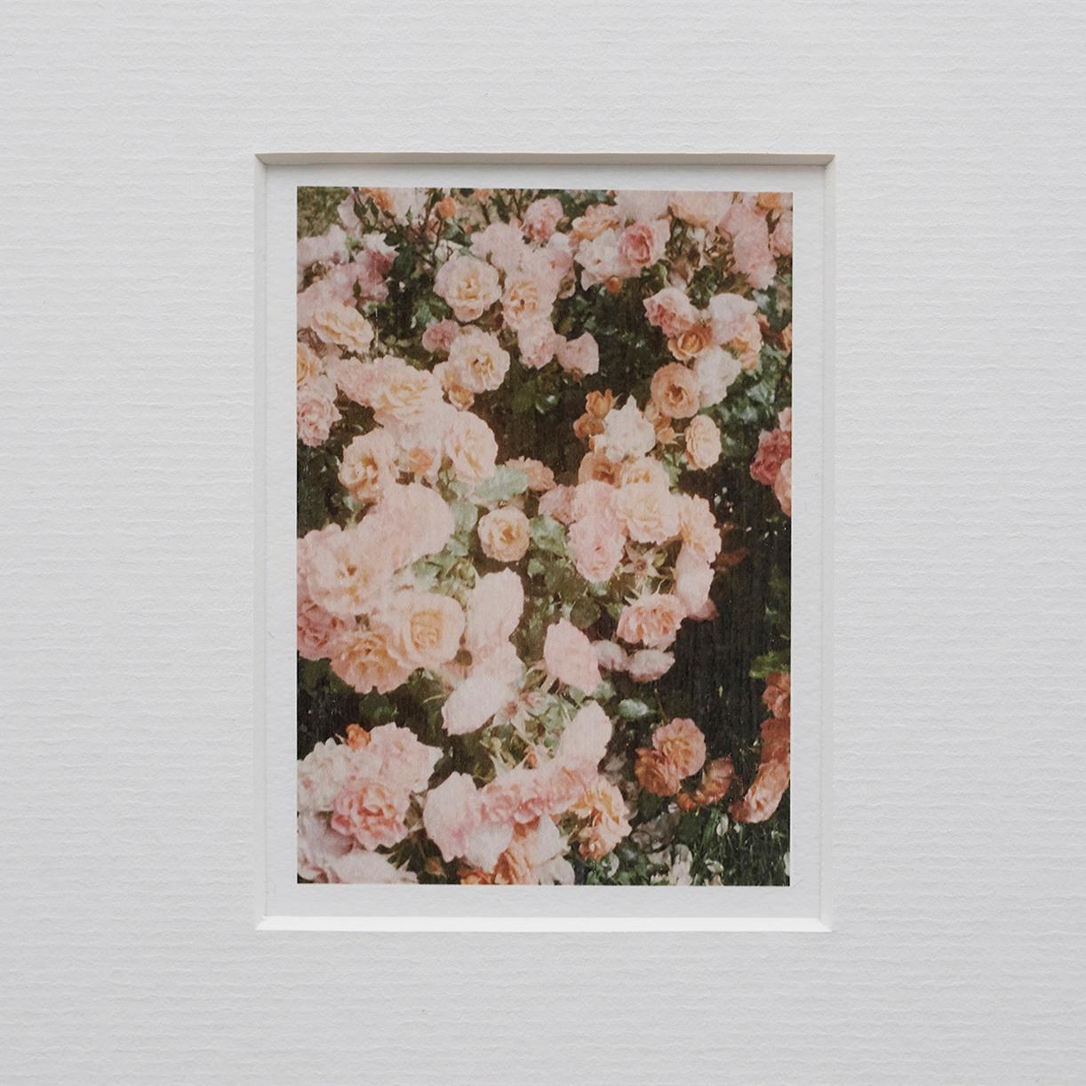 David Urbano Contemporary Set of Nine Flowers Photography the Rose Garden 8