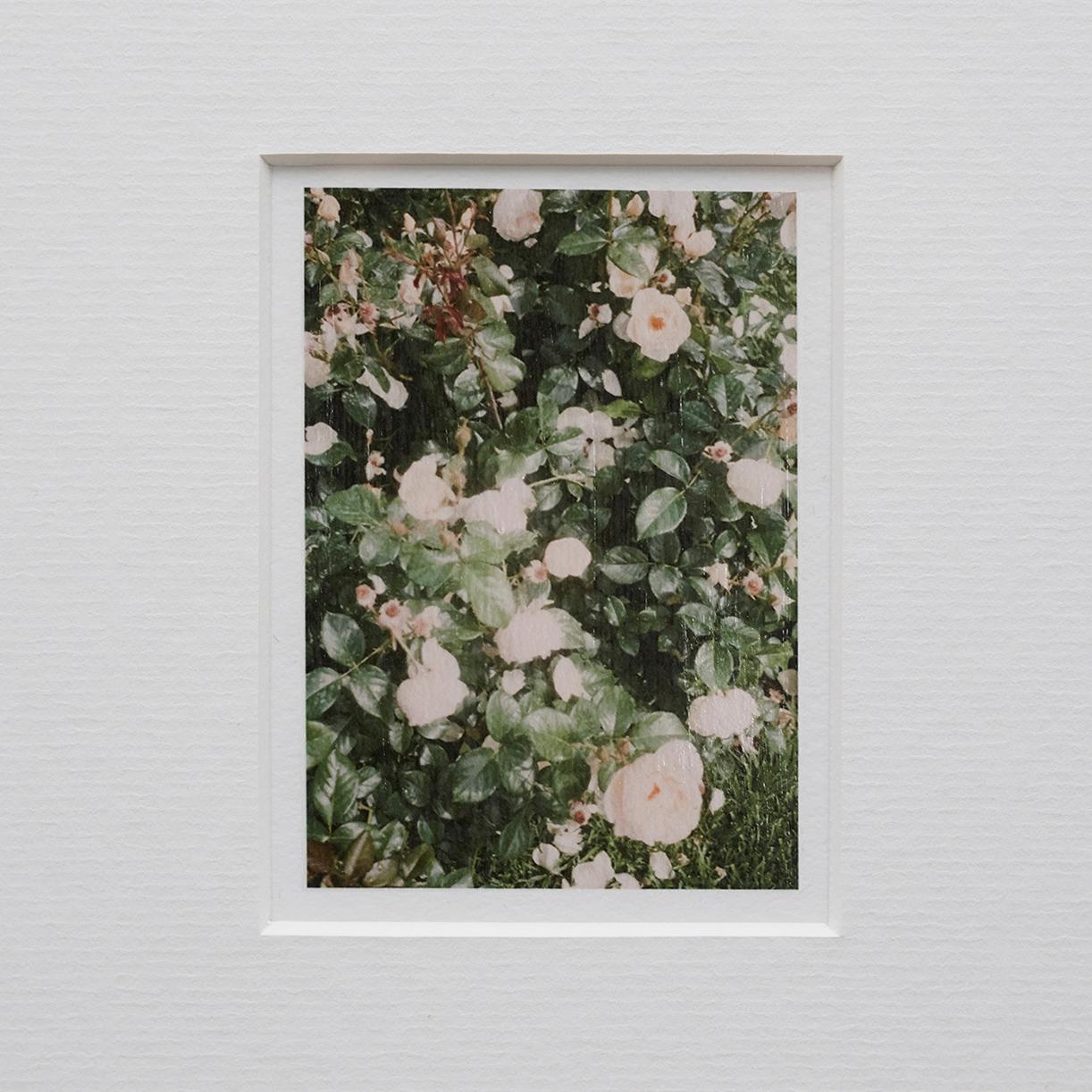 David Urbano Contemporary Set of Nine Flowers Photography the Rose Garden 10