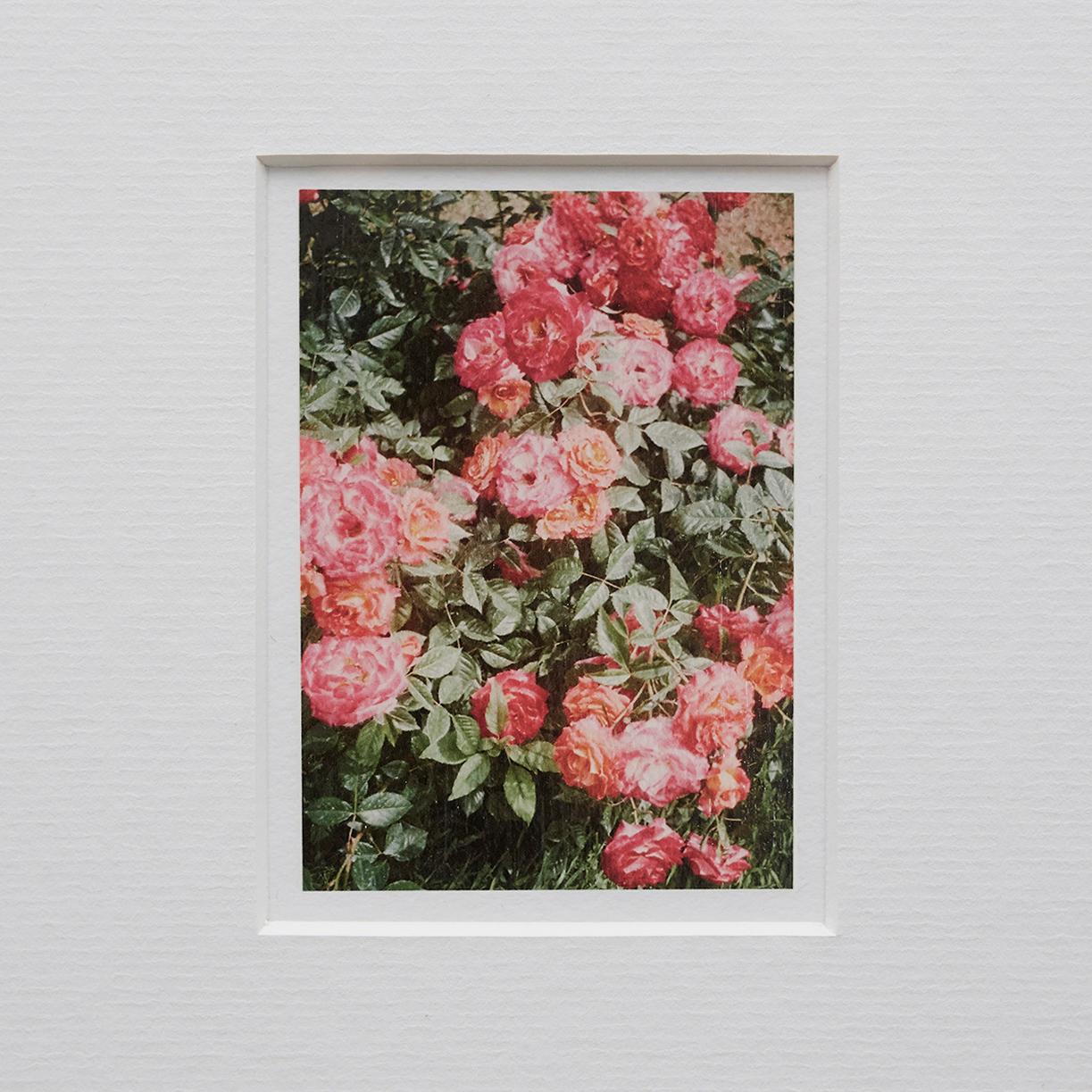 David Urbano Contemporary Set of Nine Flowers Photography the Rose Garden 12