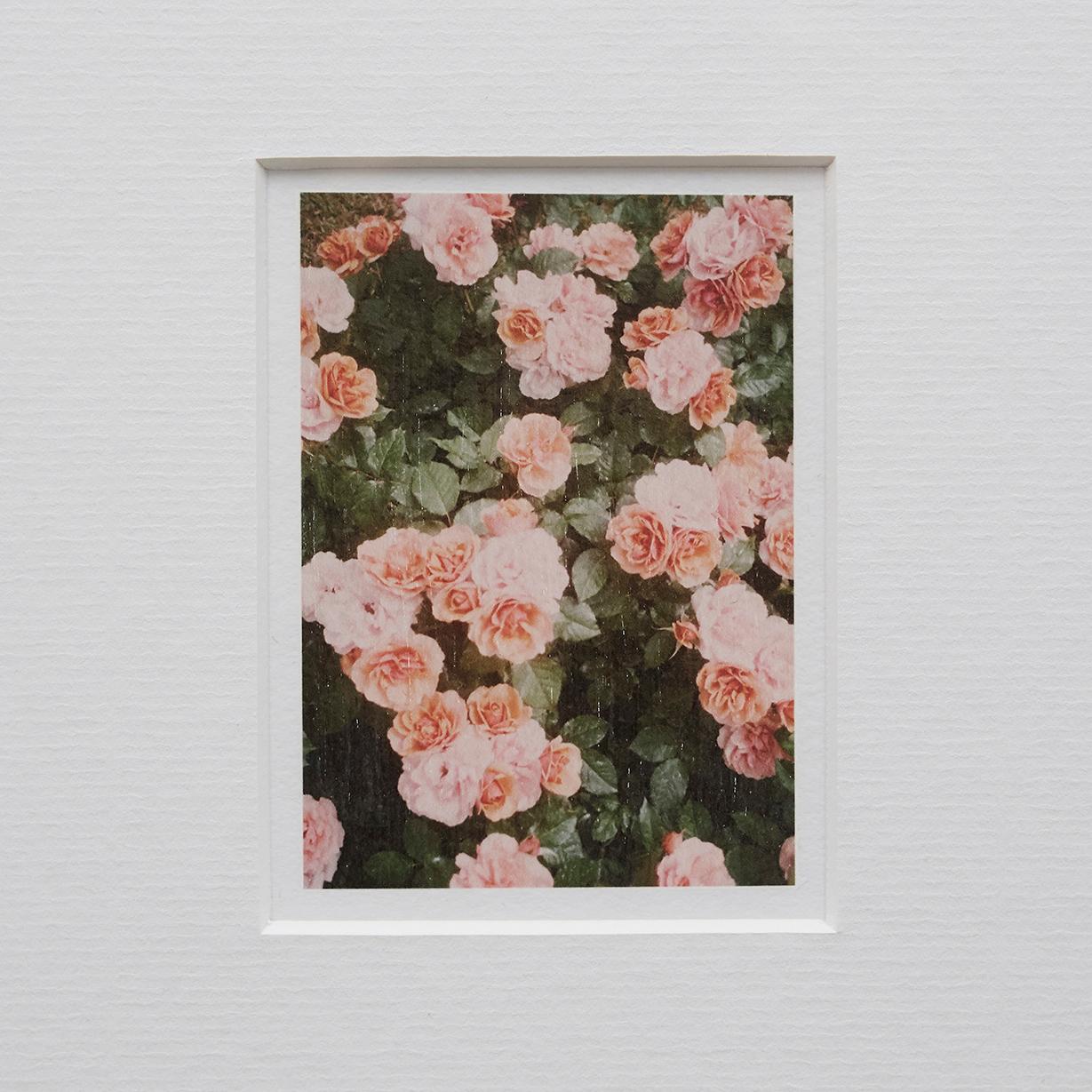 Spanish David Urbano Contemporary Set of Nine Flowers Photography the Rose Garden