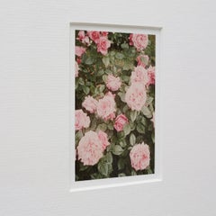 David Urbano, El jardín de rosas n.º 14