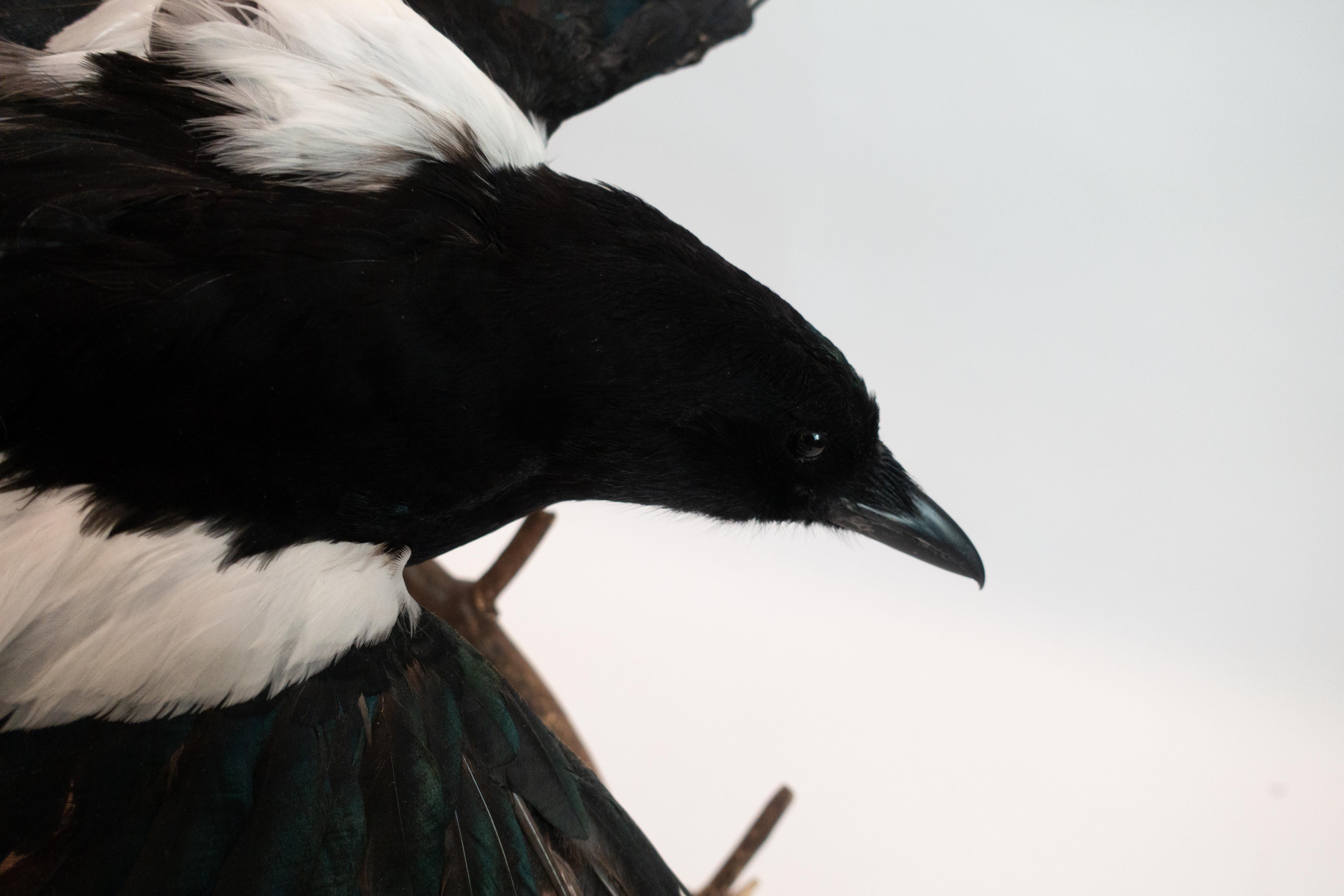 This Magpie mounted taxidermy specimen is posed with his wings in flight, ready to fly away from his mount back to his home, Deyrolle, in Paris. Place him on your coffee table, book shelf, or your nightstand, he's sure to be a welcome addition.