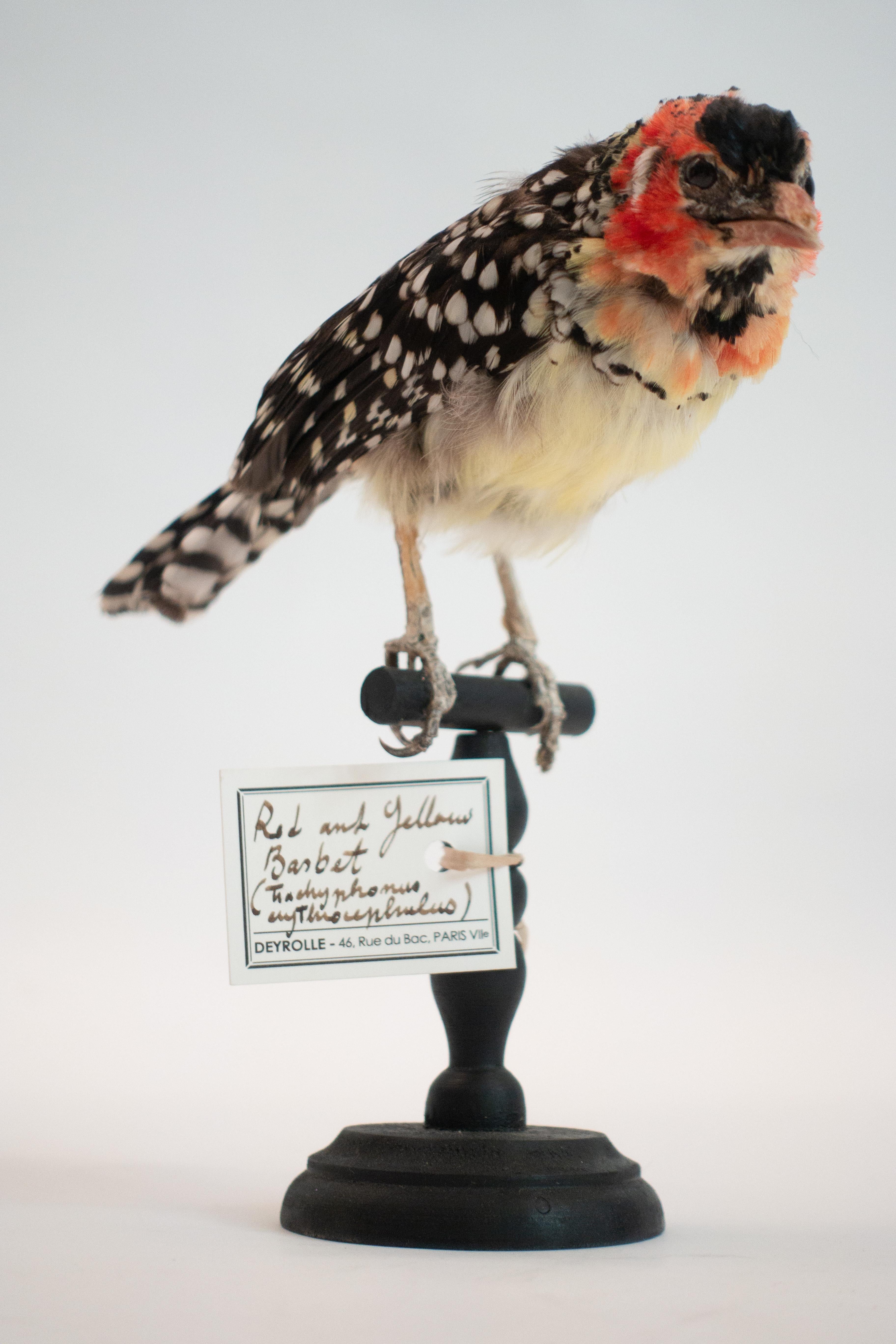 Small and charming in size, this red and yellow Barbet will brighten your day. Add it to your collection or place it on a bookshelf in your library, even your bedside table, it's sure to put a smile on your face. Originally from Deyrolle in Paris.