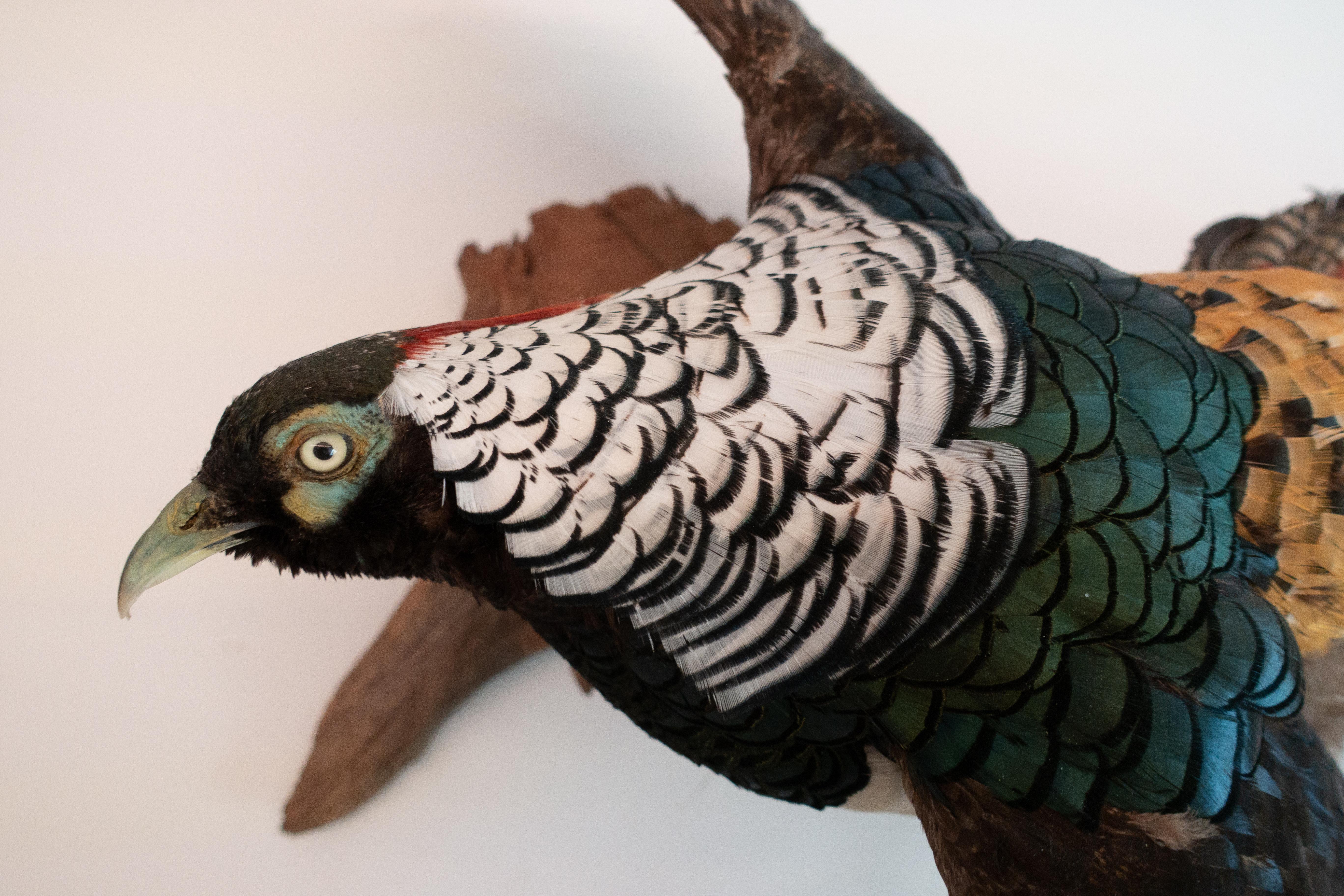 This Lady Amherst pheasant's mid-flight-pose is the perfect way to showcase all of those amazing feathers, it's a wonderful addition to any collection, perfect for town or country.