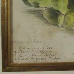 Antique 19th Century French Vilmorin-Andrieux & Cie Vegetable Poster