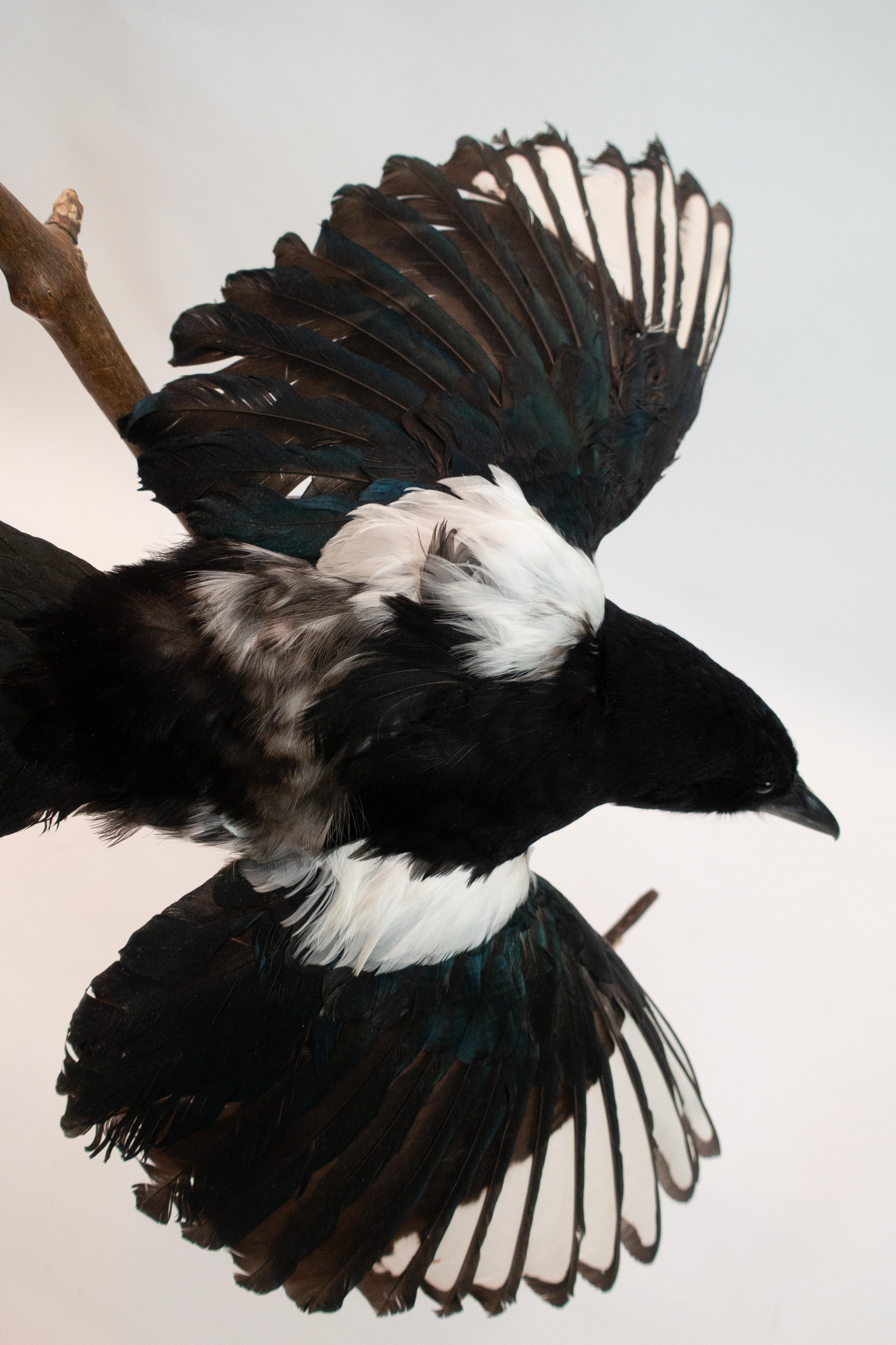 taxidermy magpie