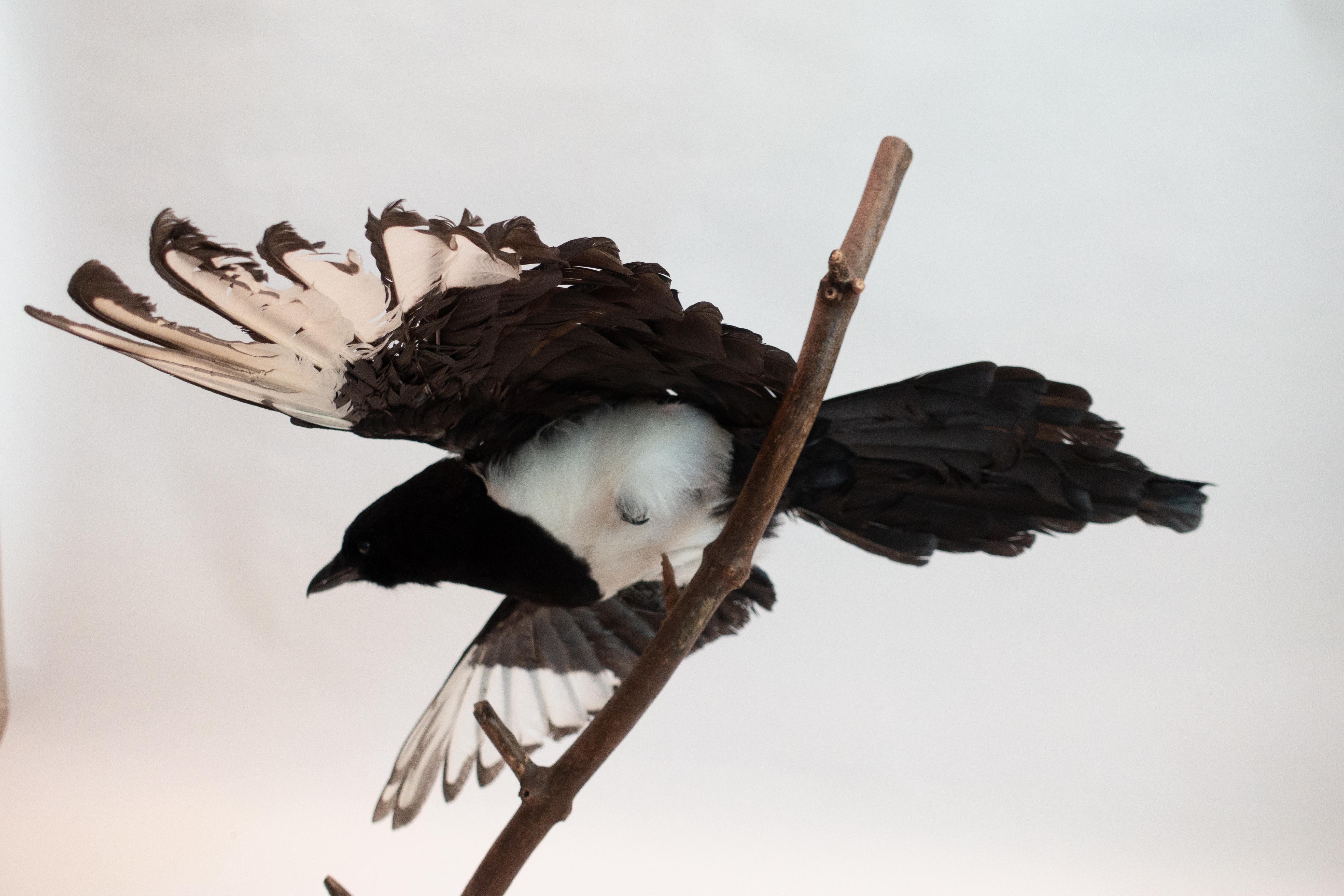 magpie taxidermy