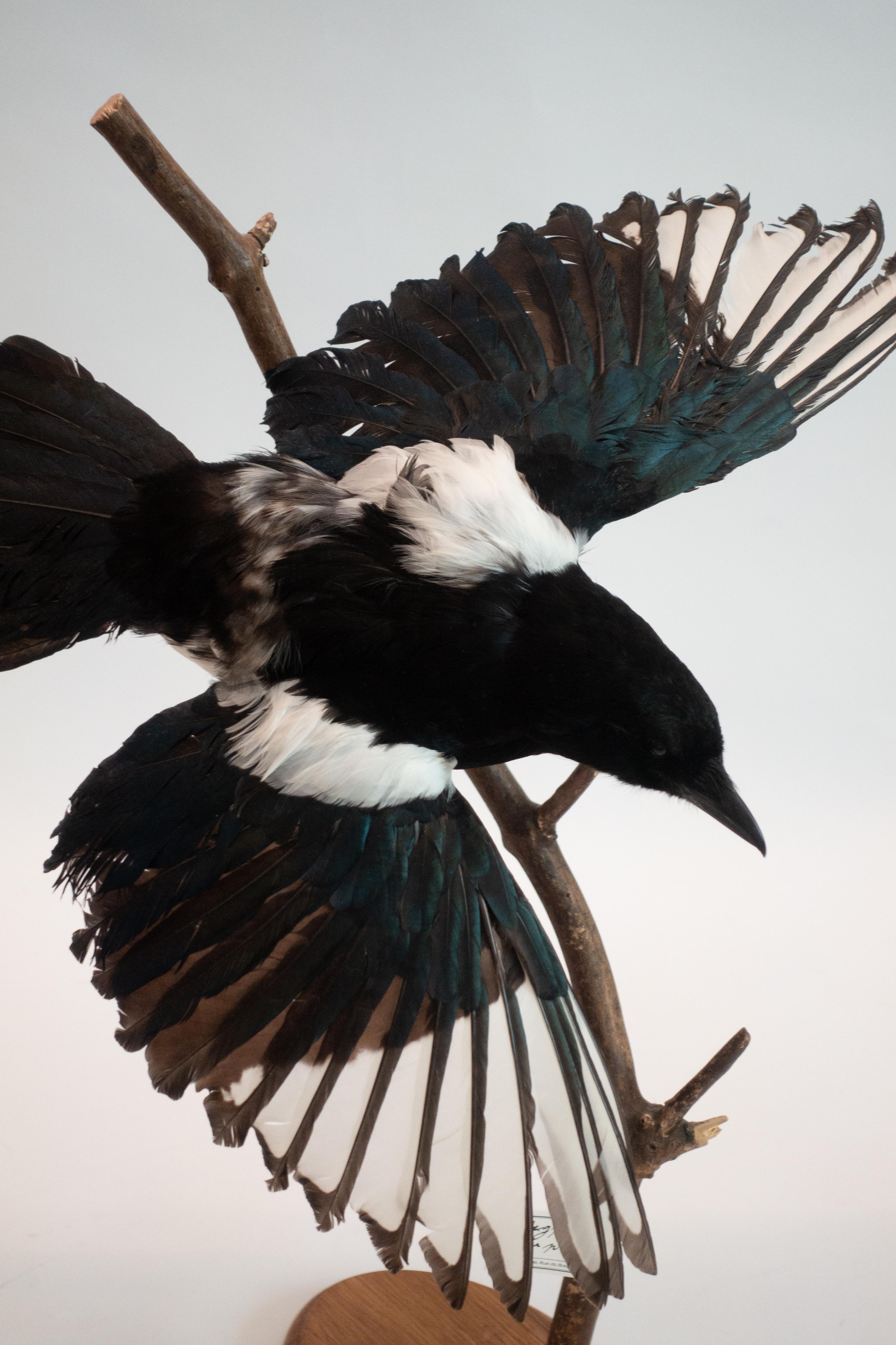 Victorian Magpie Mounted Taxidermy Specimen