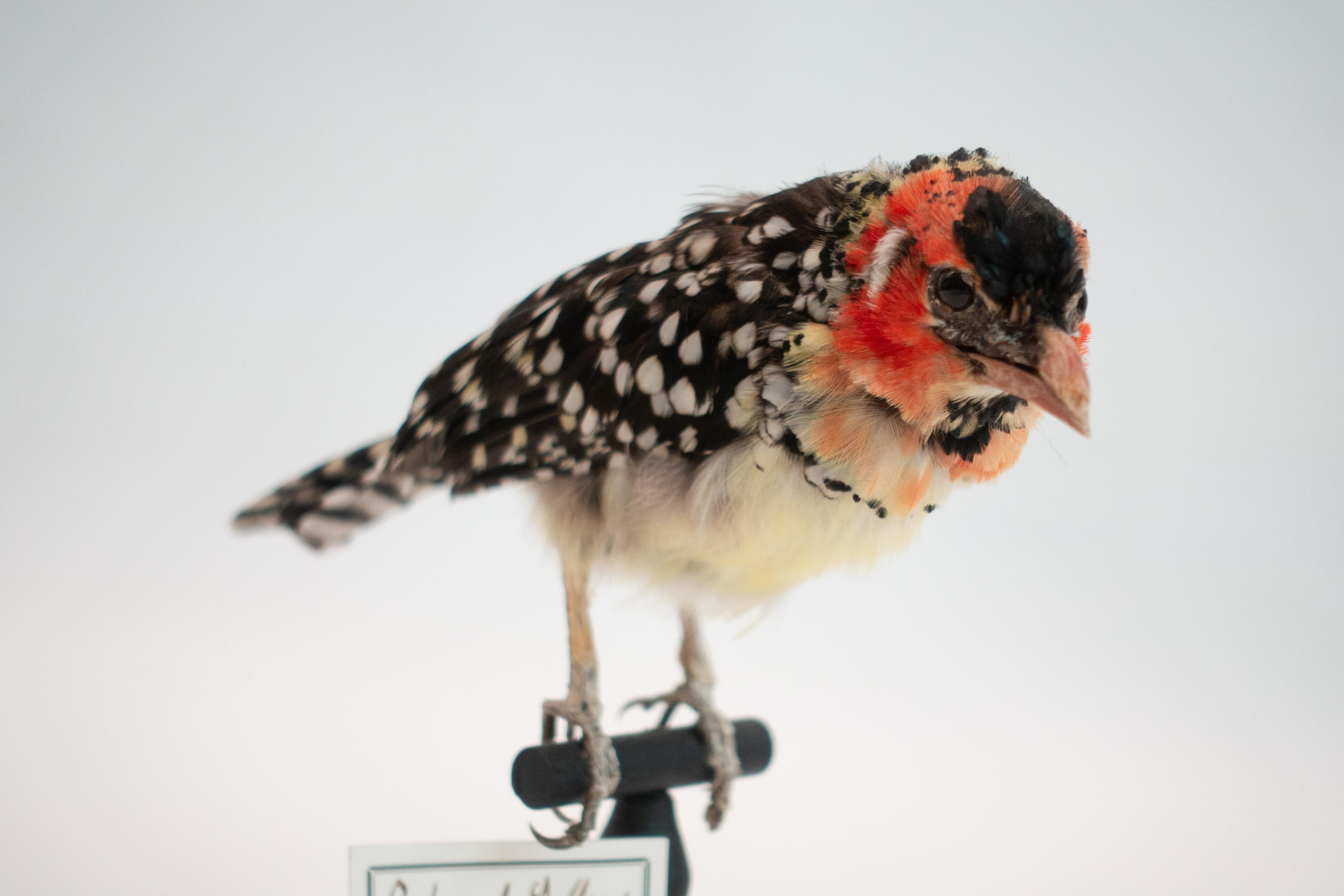 Contemporary Red and Yellow Barbet Mounted Taxidermy Specimen
