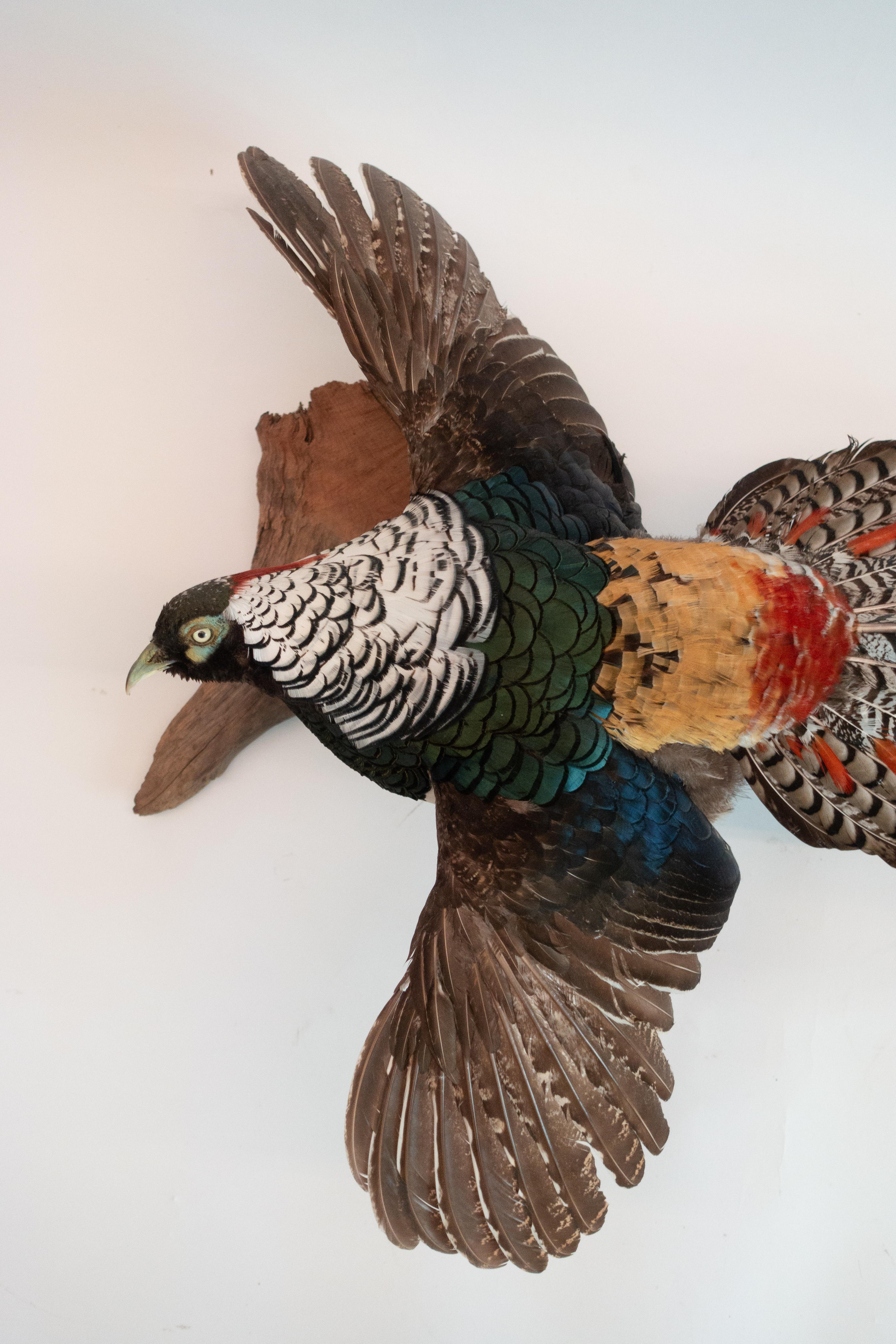Victorian Lady Amherst Pheasant Wall Mounted Taxidermy Specimen