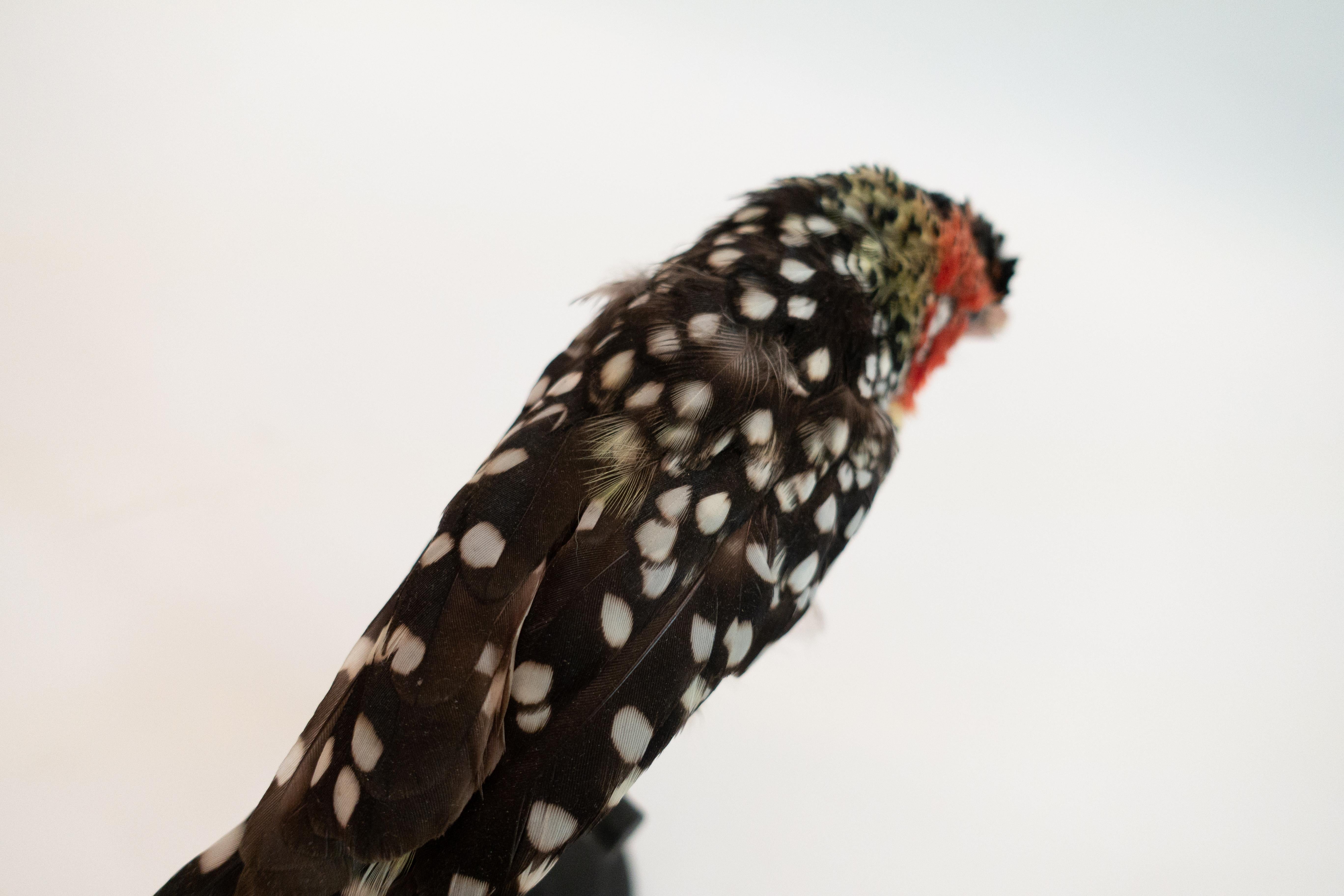 Wood Red and Yellow Barbet Mounted Taxidermy Specimen